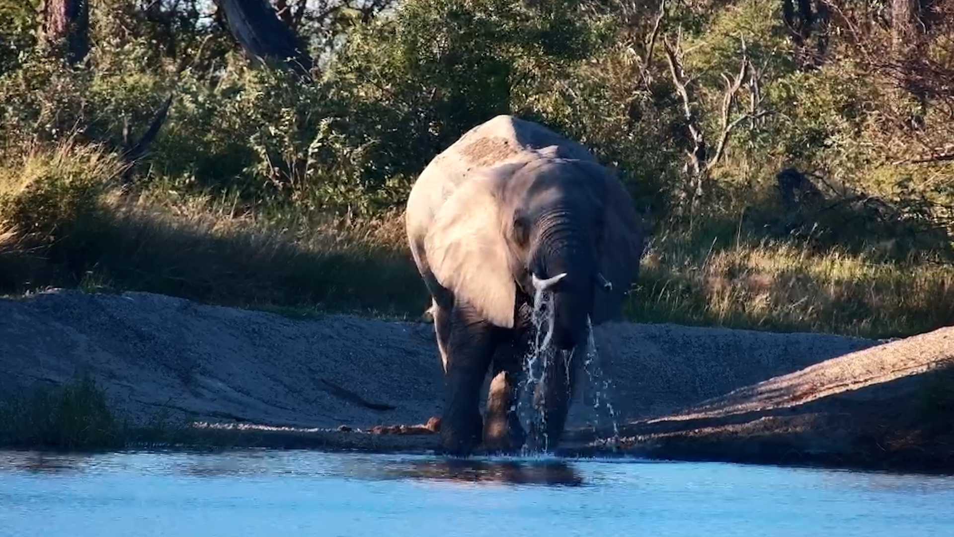 Simple Joys of the Wild