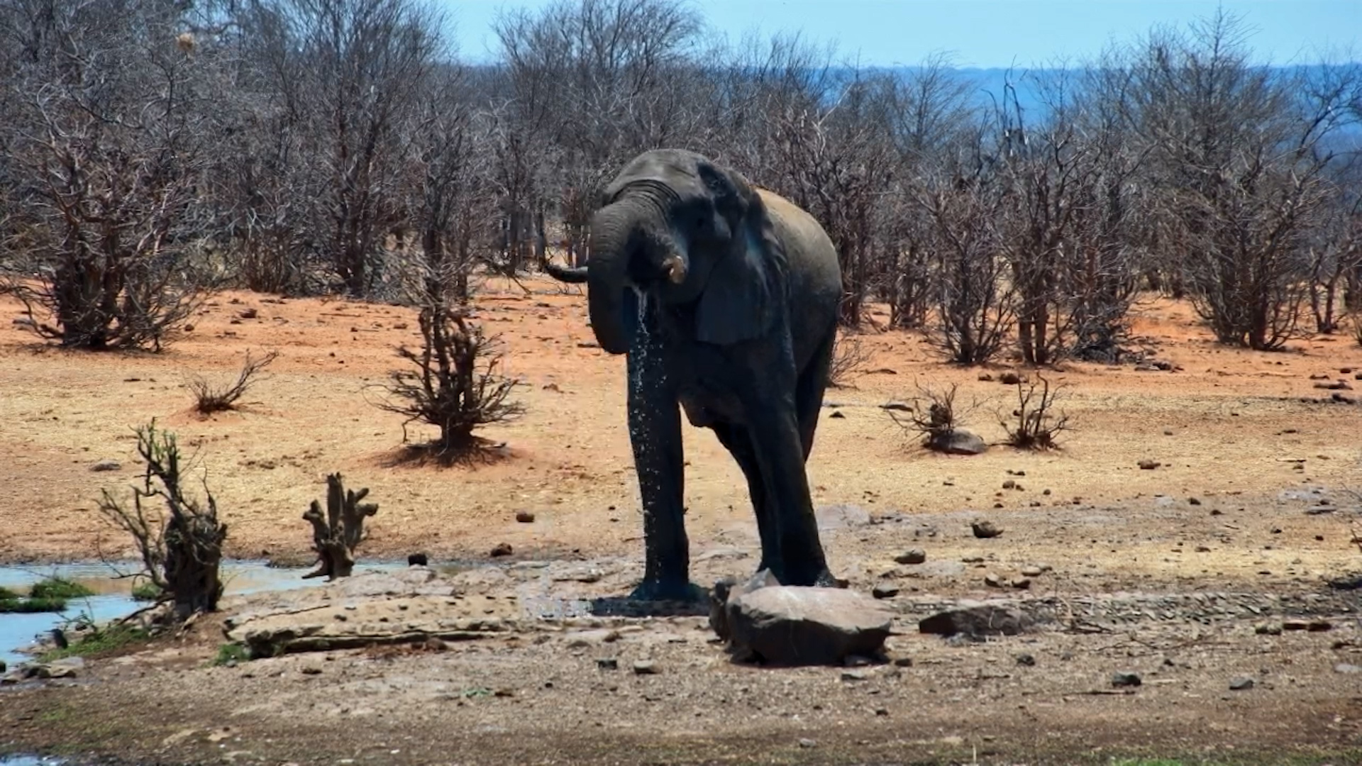 Lone Elephant Enjoys a Quiet Drink