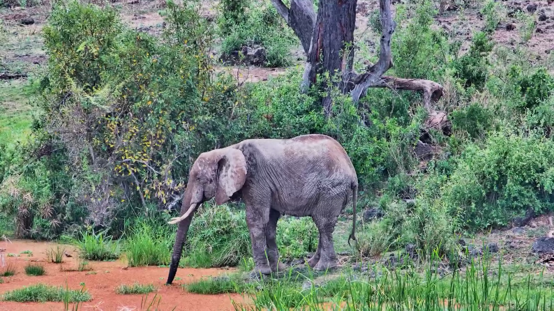 Massive Elephant Bull Makes a Beeline for Water at Finch Hattons