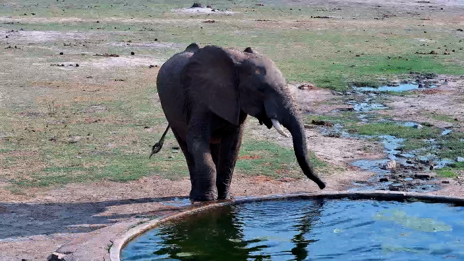 Lone Elephant Drinks at Hwange Waterhole