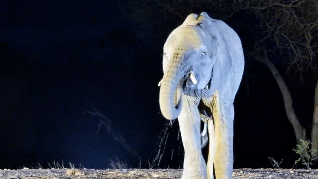 Blustery Night Visitor - Elephant Stops for a Quick Drink