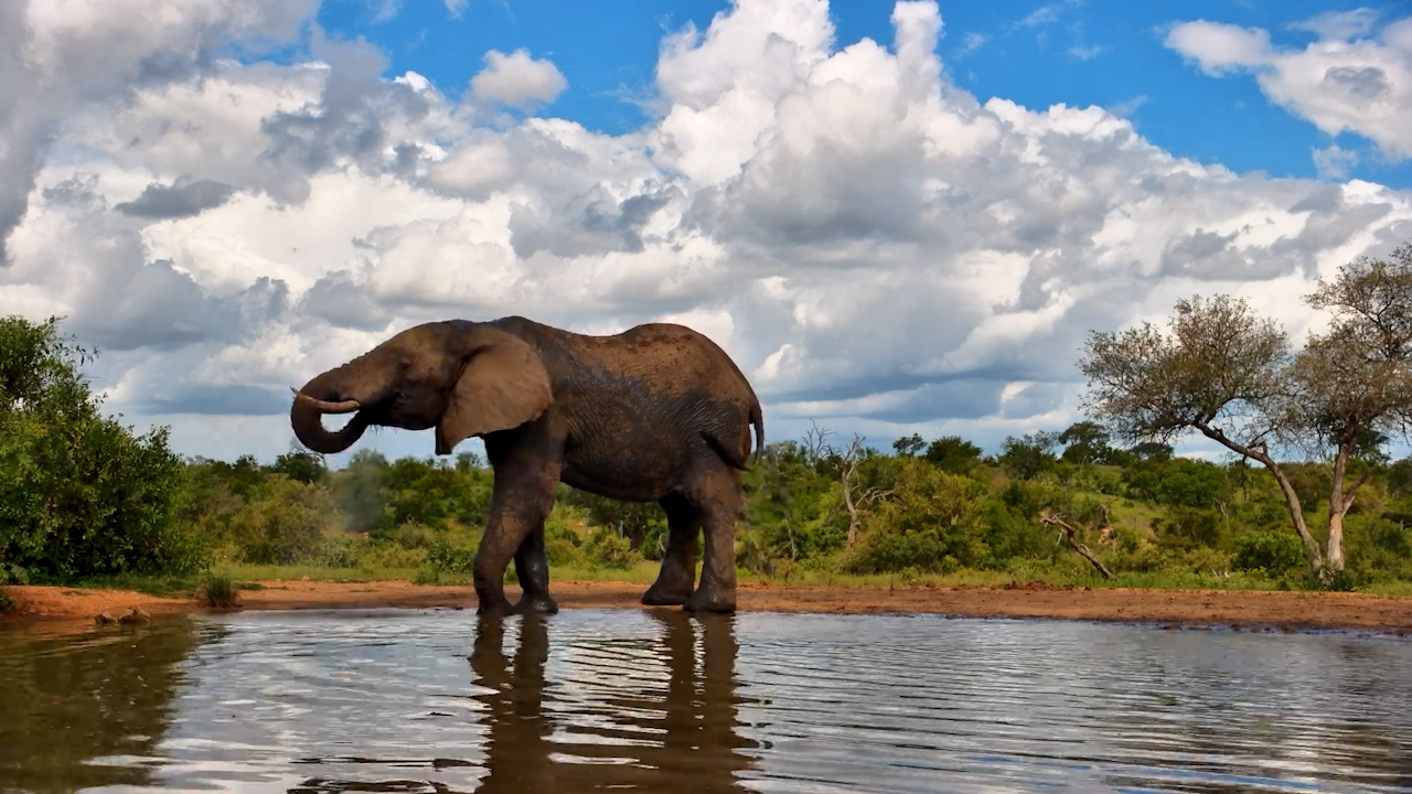 Elephant Drinks Alone at Kings Camp