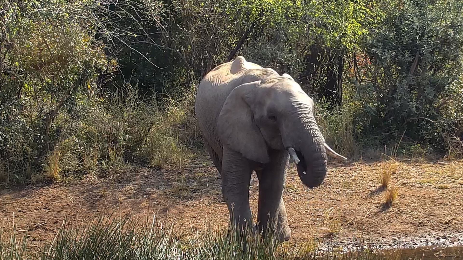 Slow Safari at Kwa Maritane