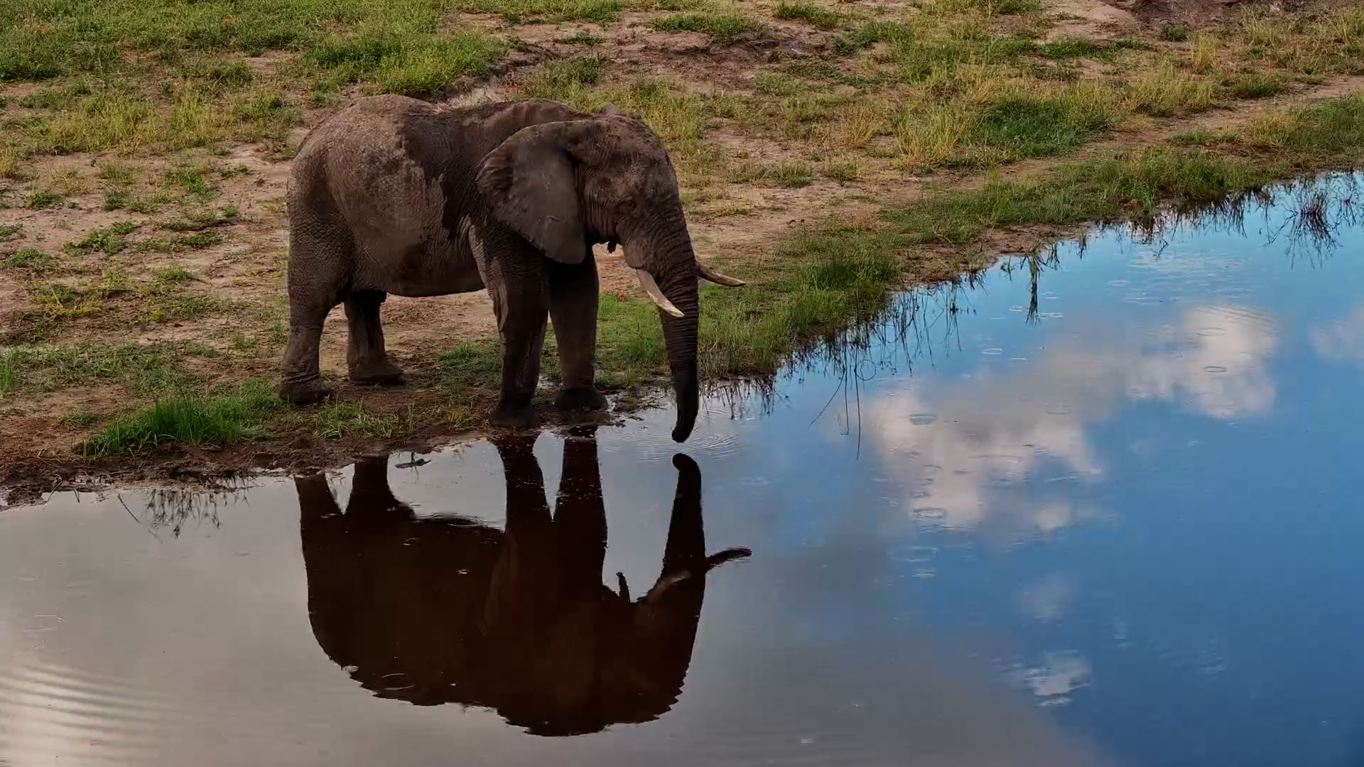 Elephant and Its Stunning Reflection