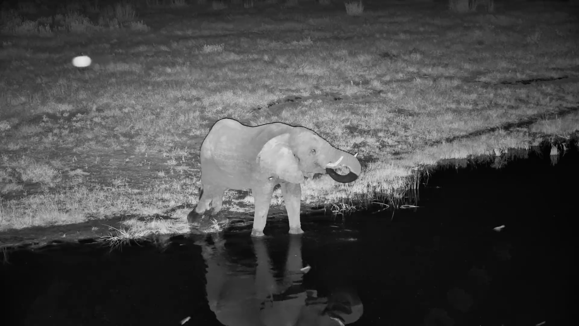 Night Time Solitude: Elephant Drinks Alone