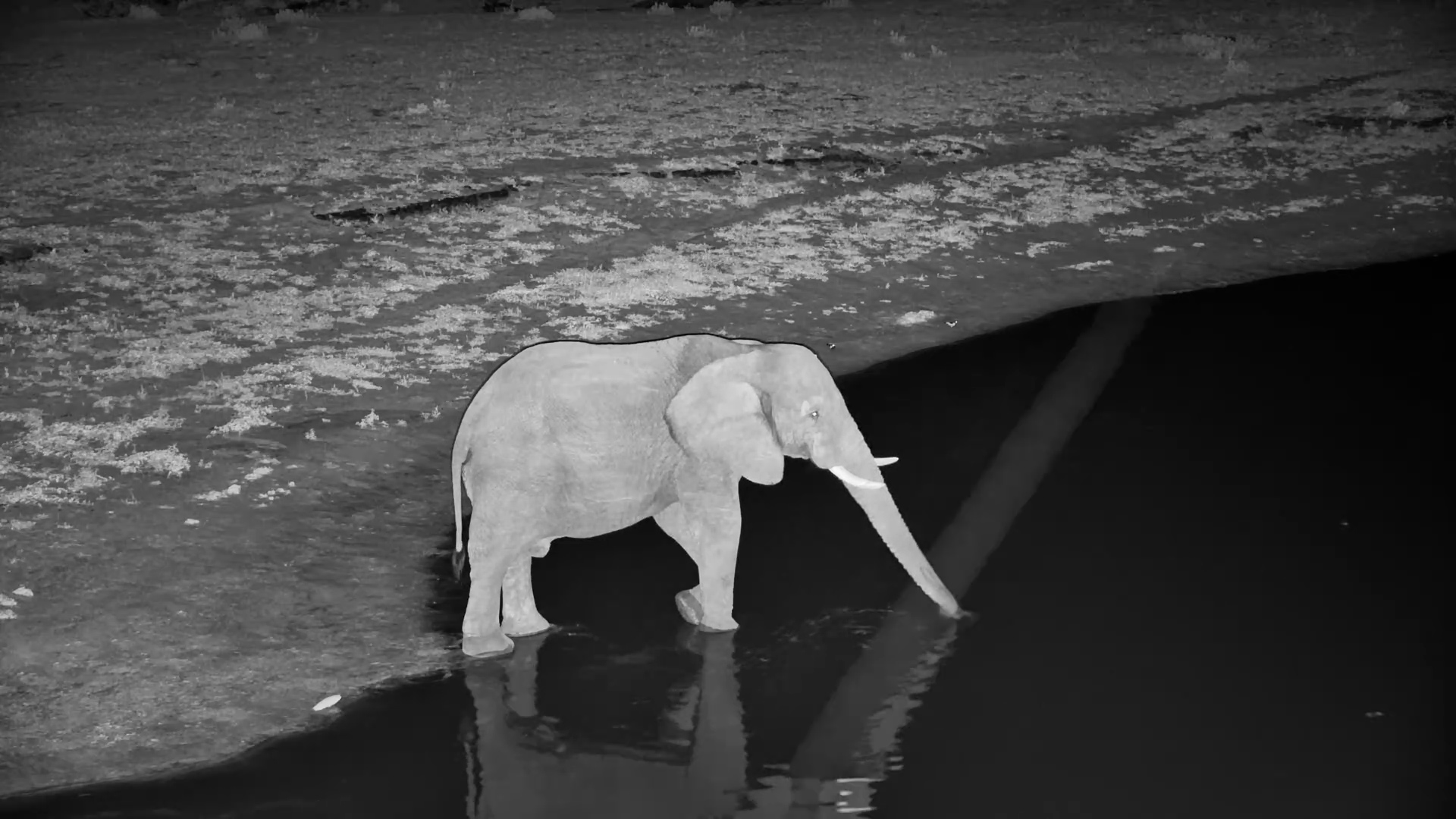 Lone Elephant Drinks After Dark