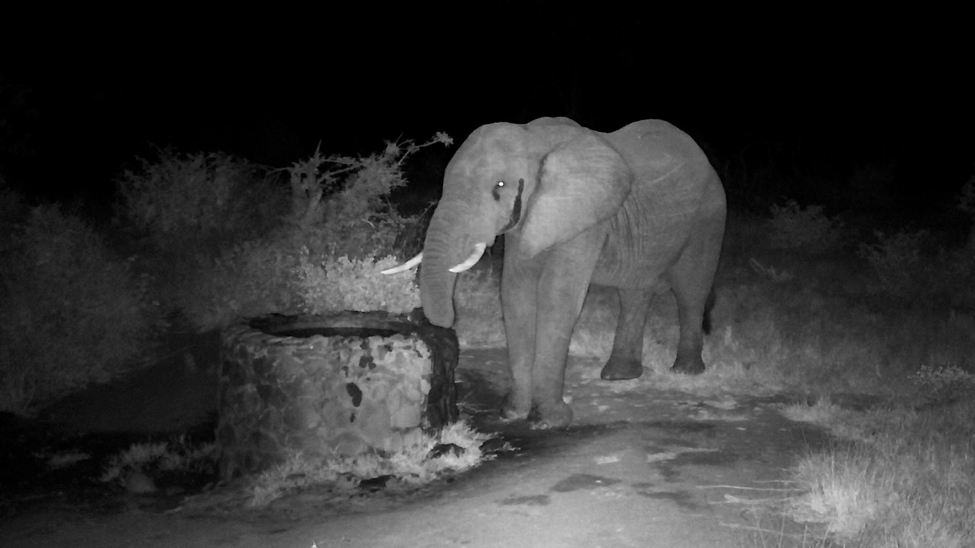Elephant’s Night Visit to the Fresh Water