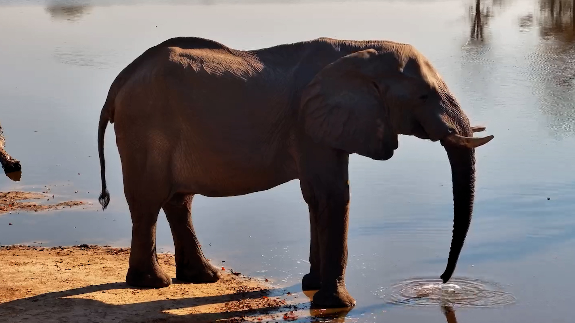 Just an Elephant Enjoying the Afternoon