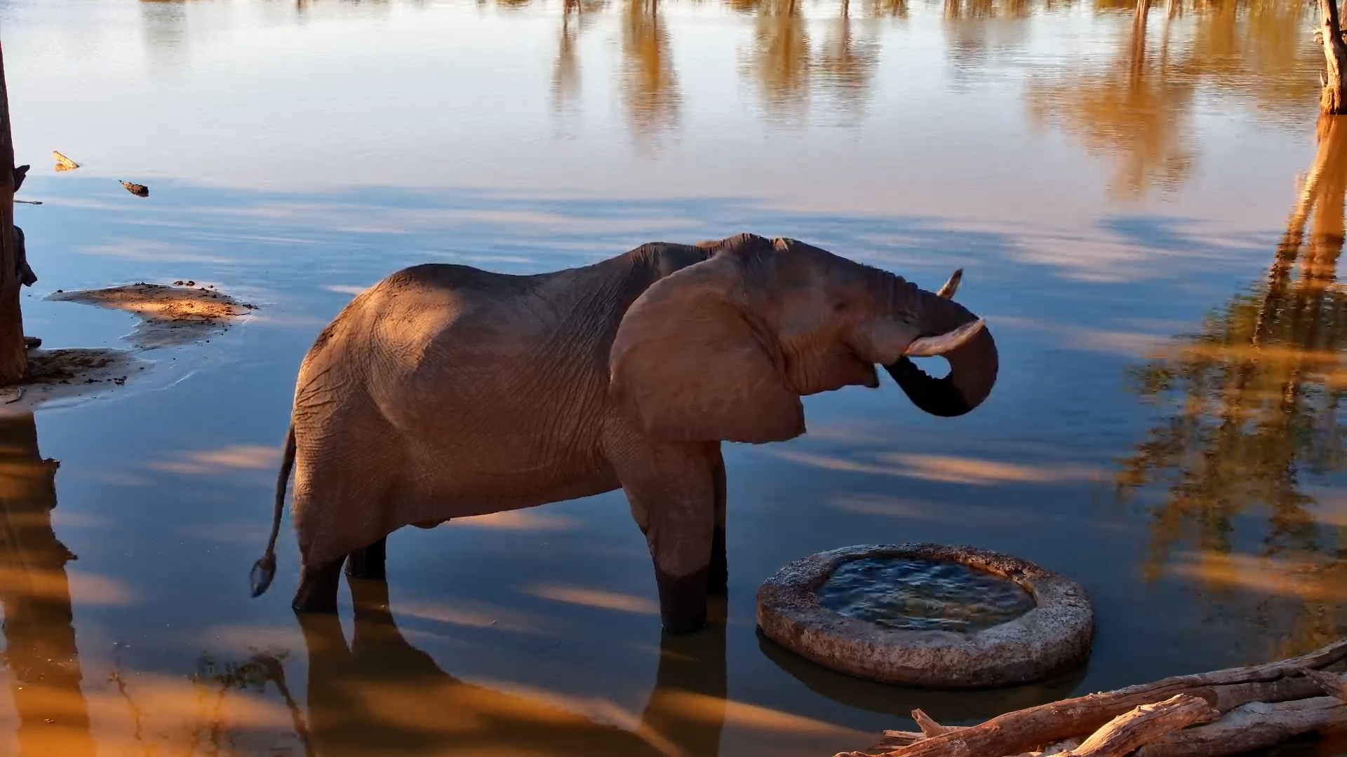 Big Bull at the Well
