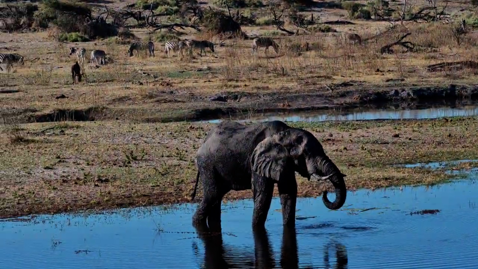 Just an Elephant Enjoying a Quiet Drink