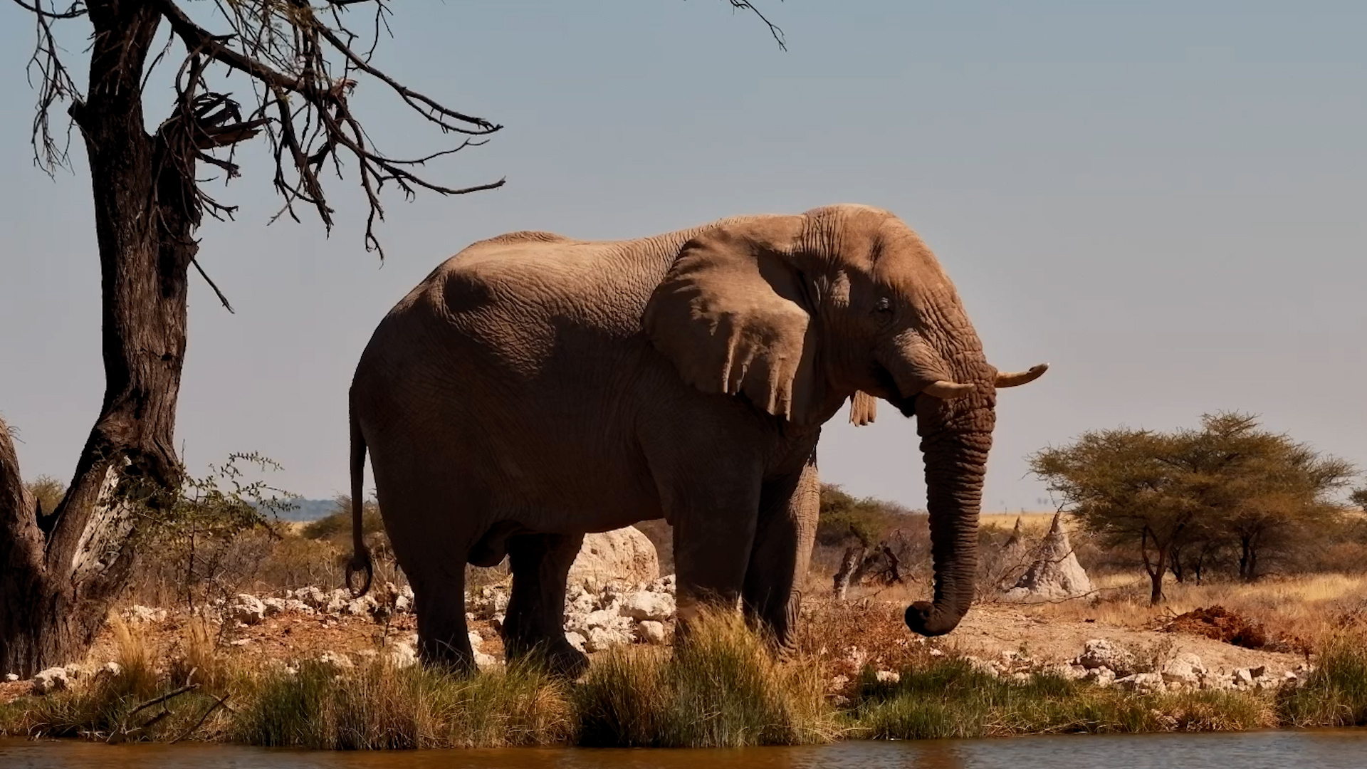 Elephant Had the Waterhole to Himself