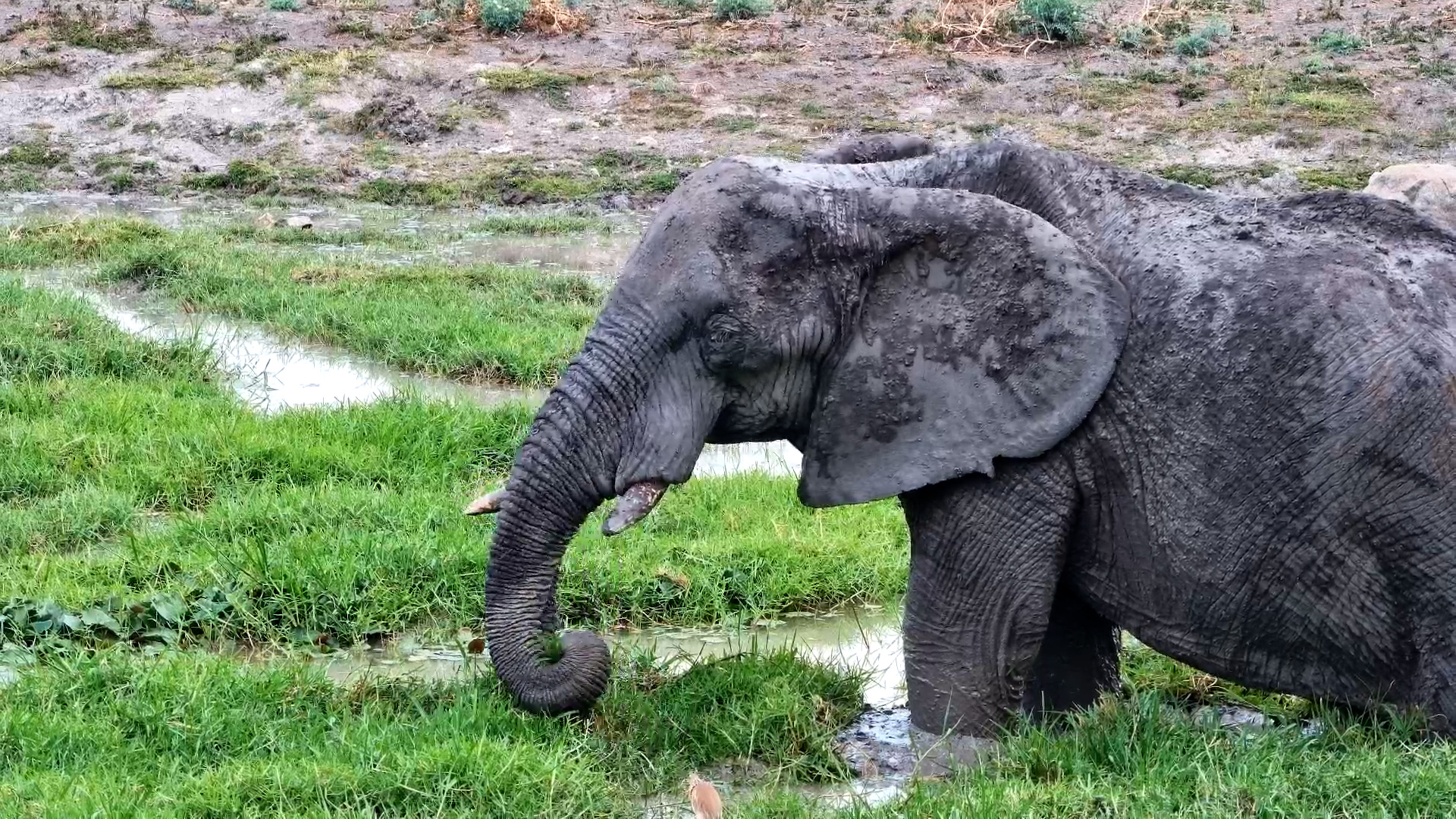 Lone Elephant Munches on Grass at Tau Waterhole