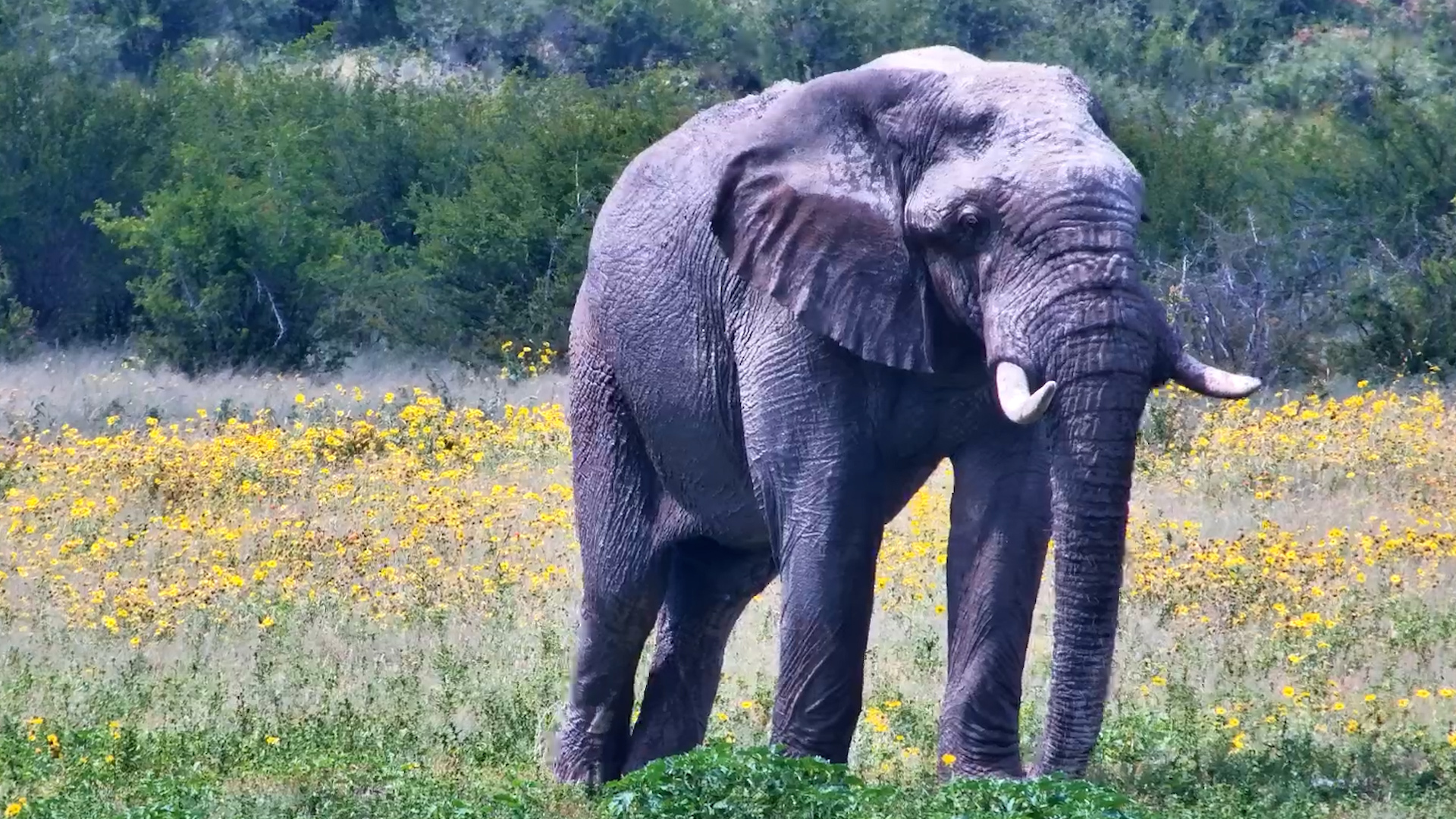 When Two Colours Meet in the Wild