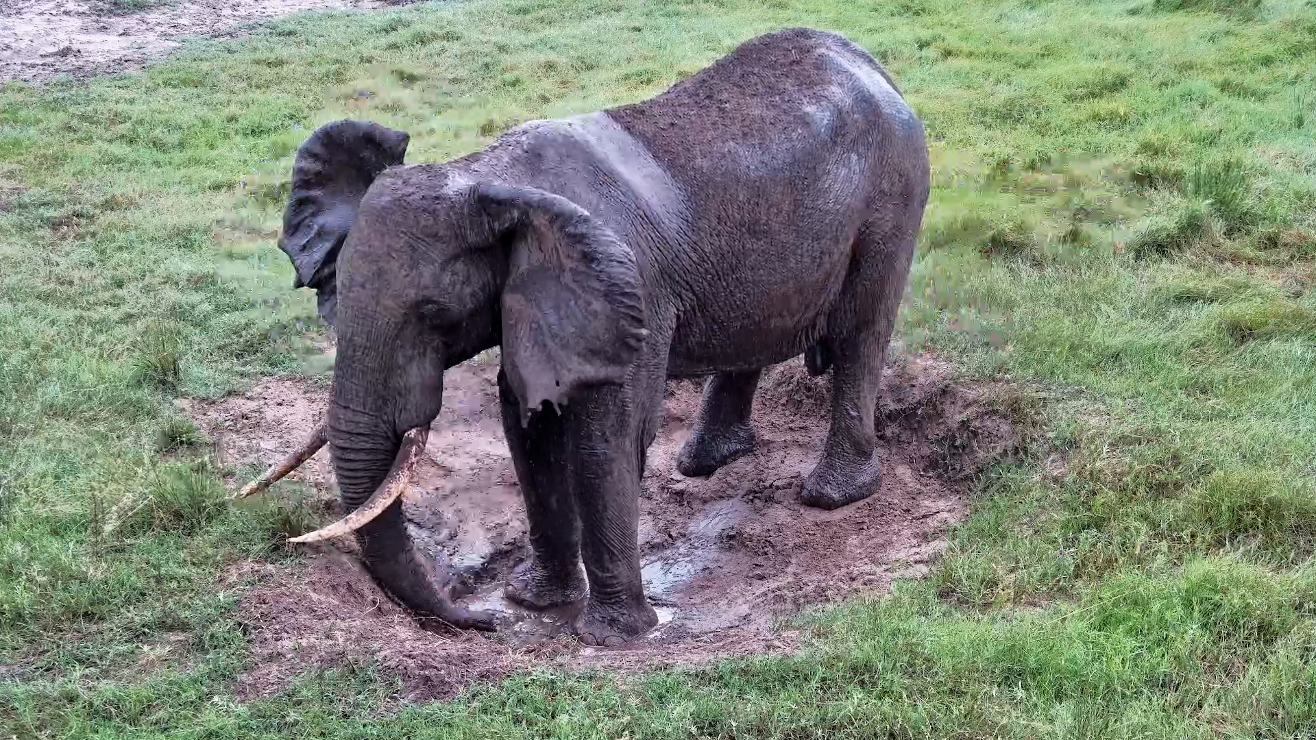 When It Rains, Elephants Relax