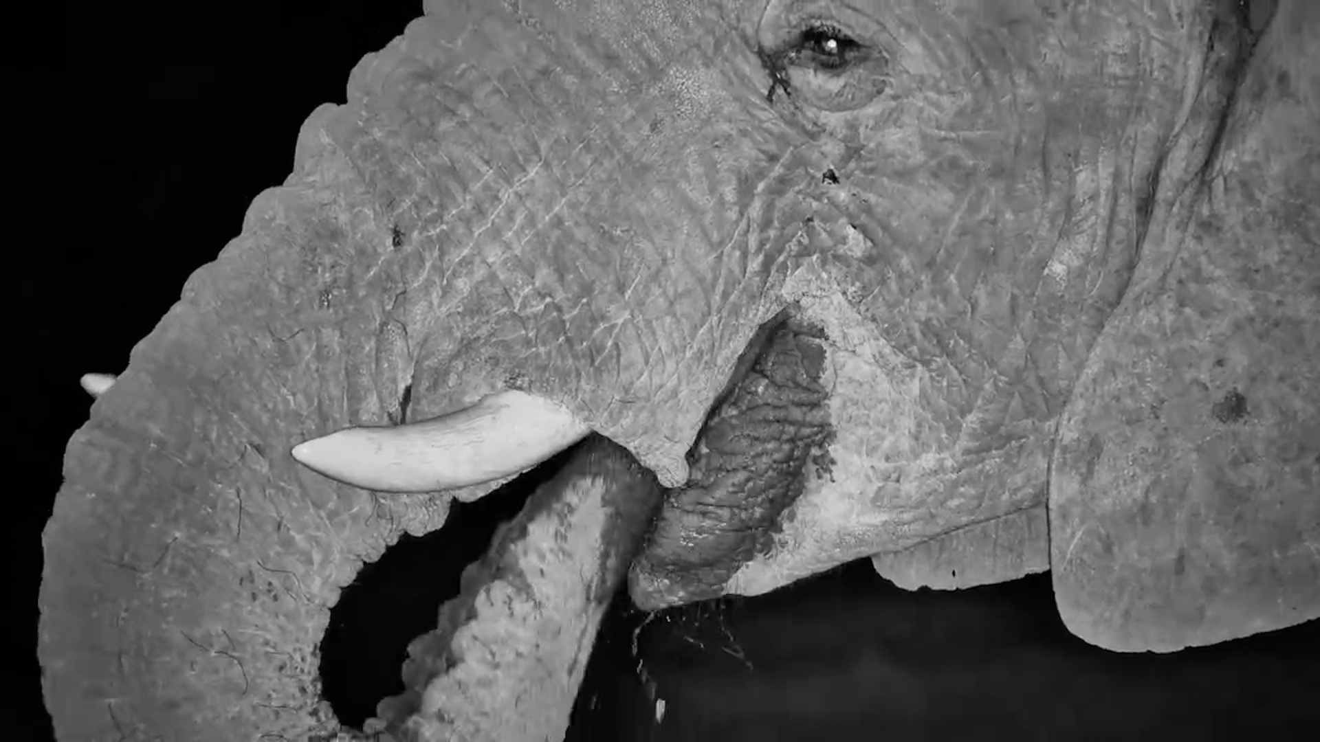 One Giant, One Waterhole, Complete Silence