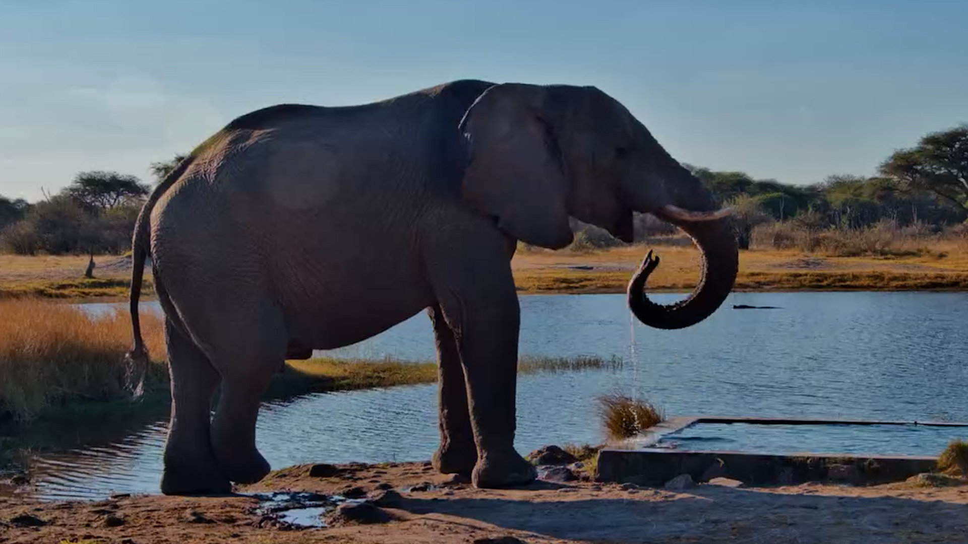 Just an Elephant Enjoying the Afternoon