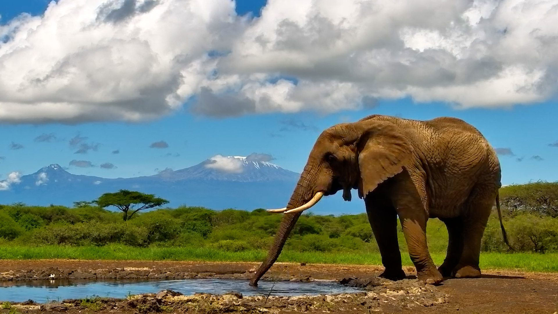 One Elephant, One Mountain, One Perfect Moment