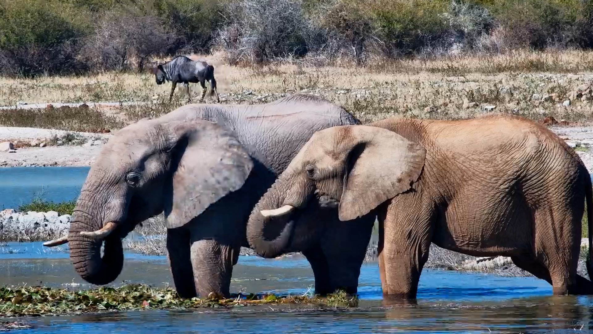 Look Behind the Elephants...