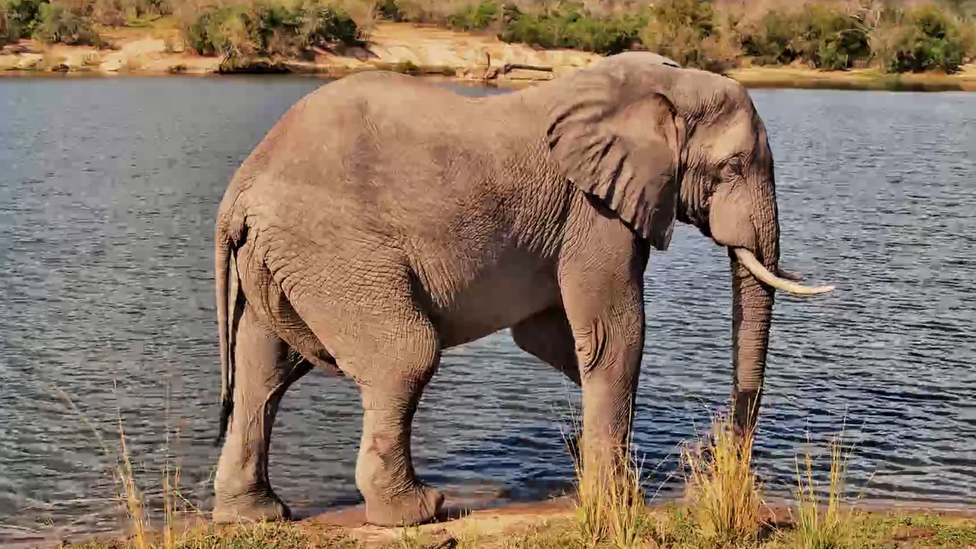 This Elephant Had Nowhere Else to Be
