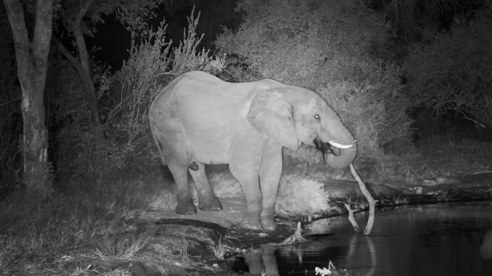 Elephant Took a Quiet Break in the Night