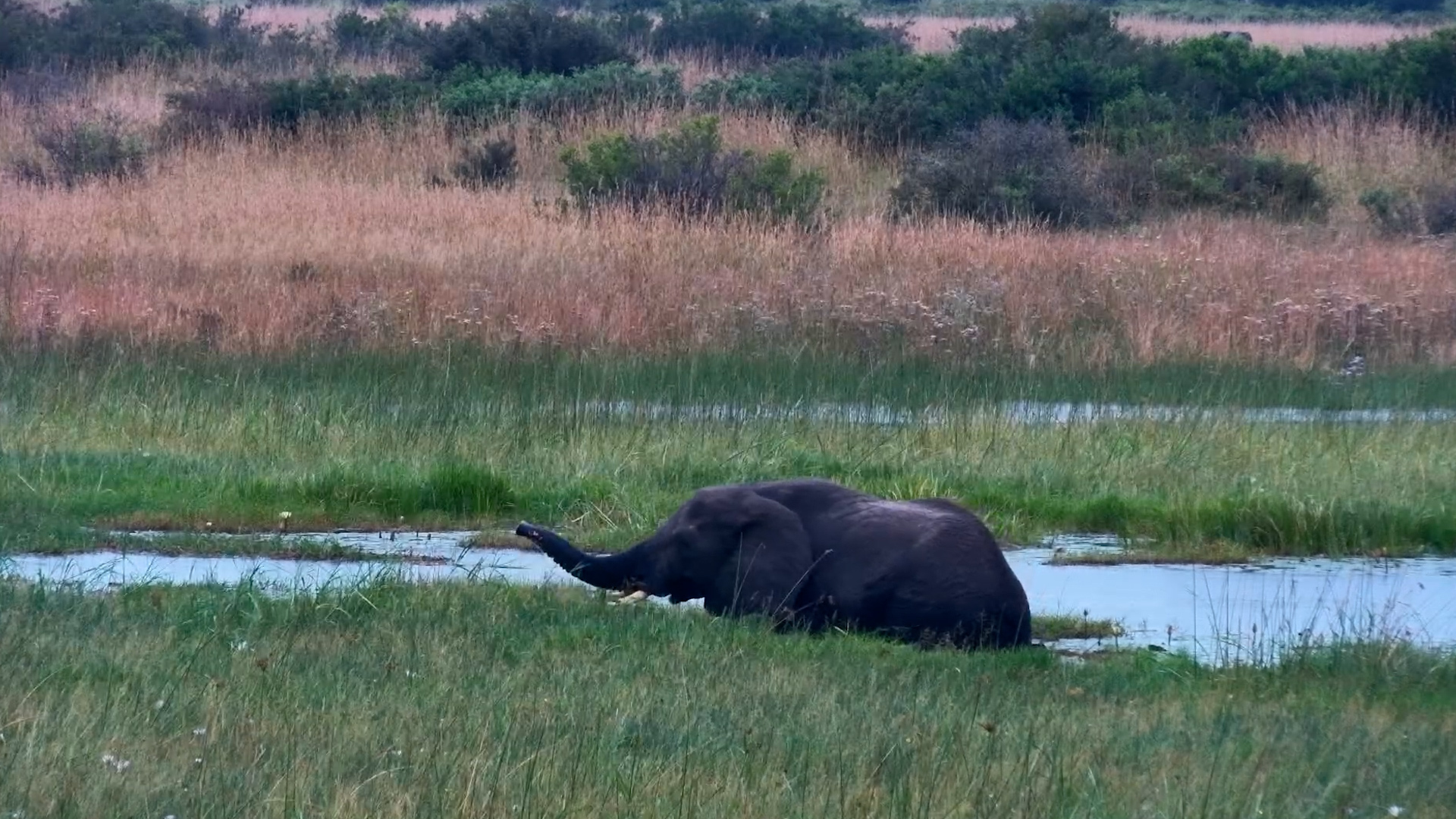 An Elephants Soggy Snack