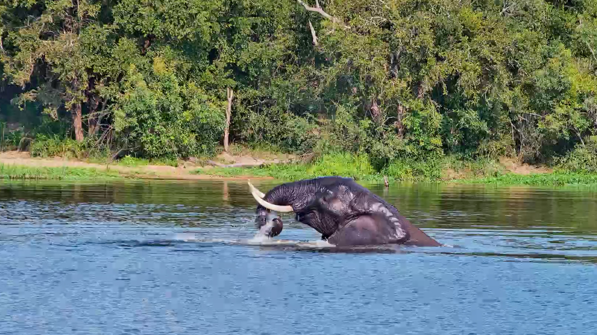 Water Therapy, Elephant Style