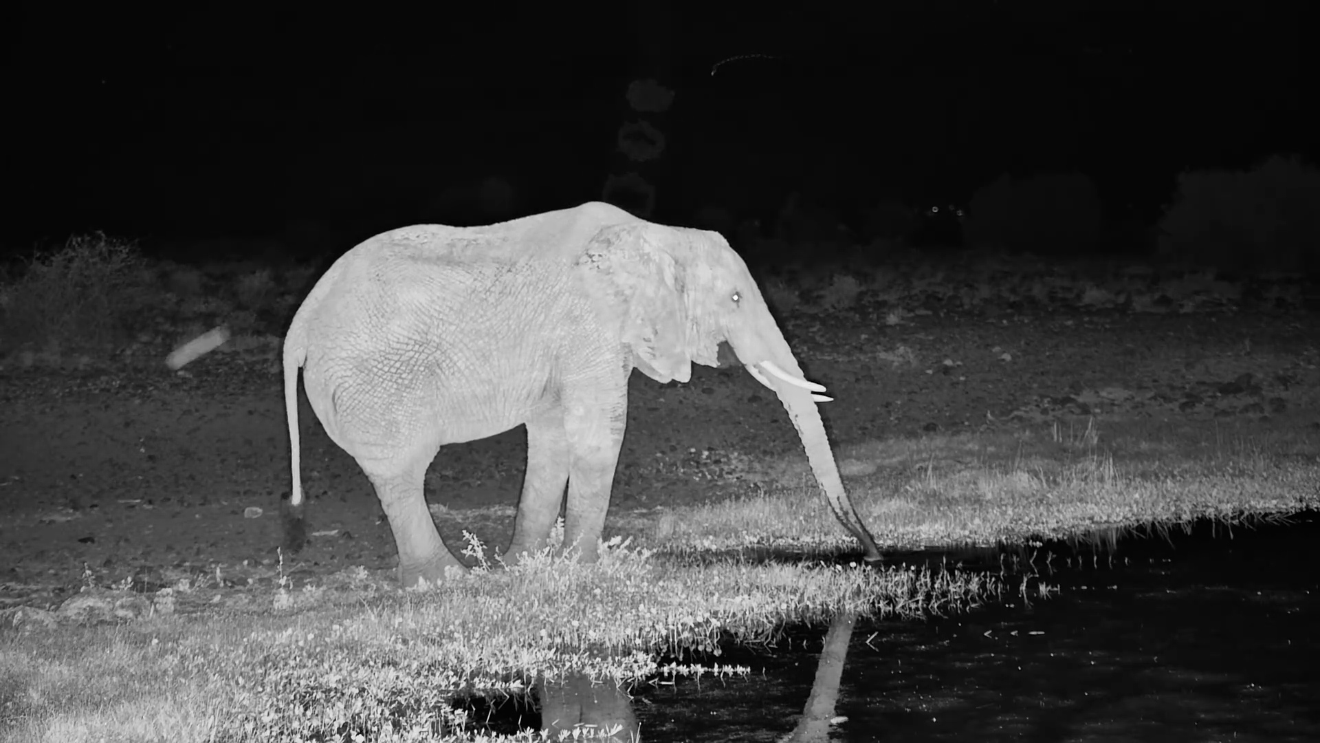 Lone Elephant Drinking at Night