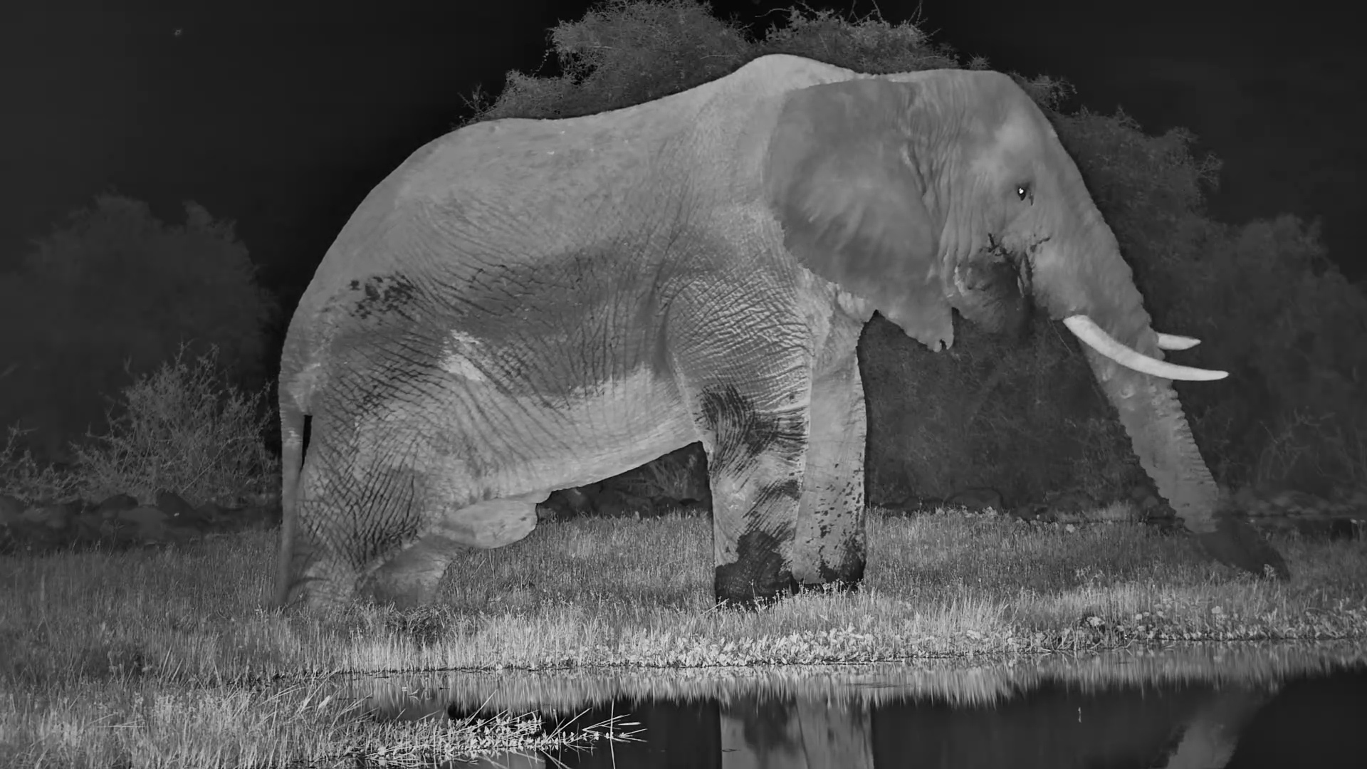 After Dark with a Giant