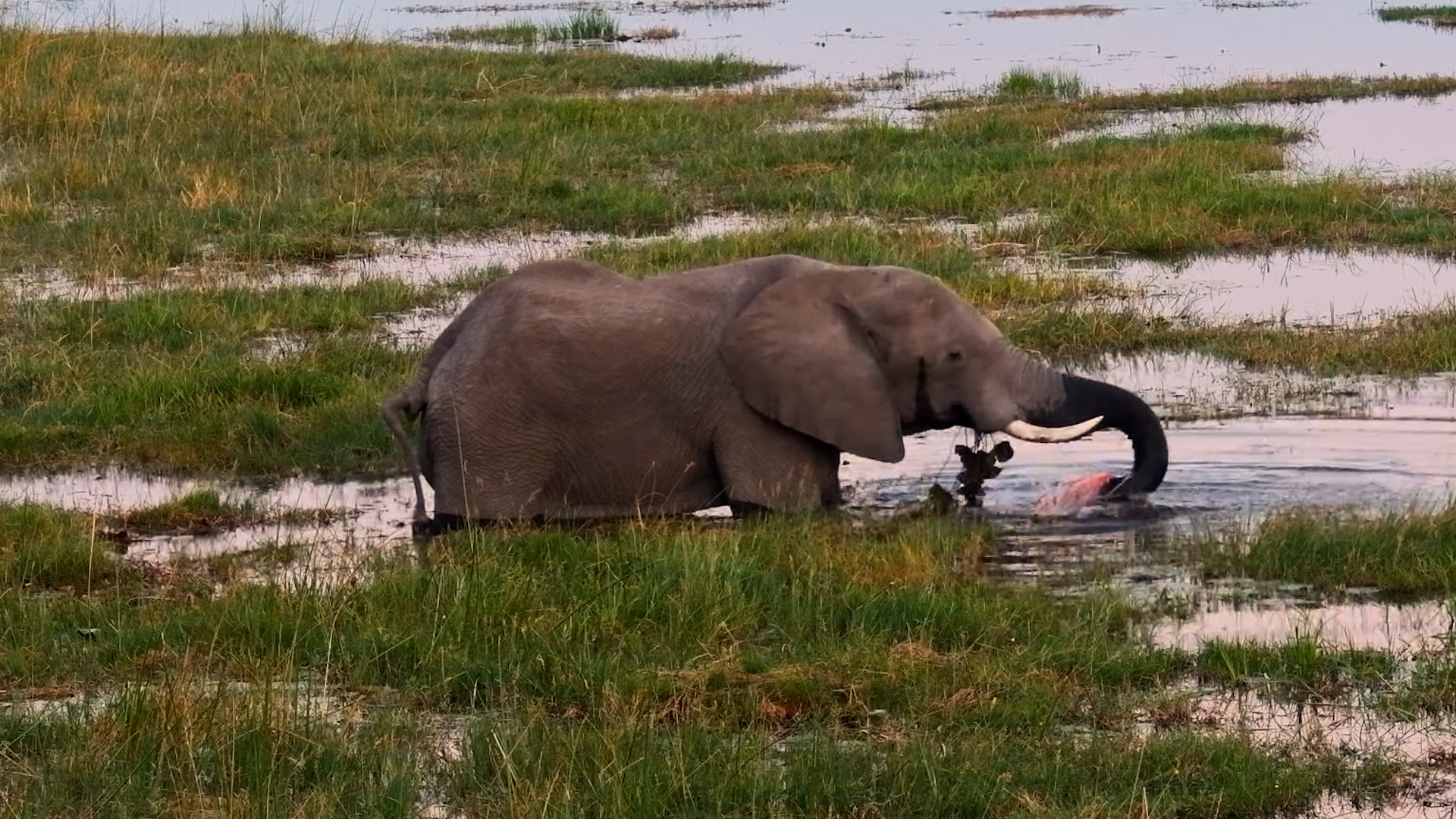 This Elephant Found the Perfect Snack Spot