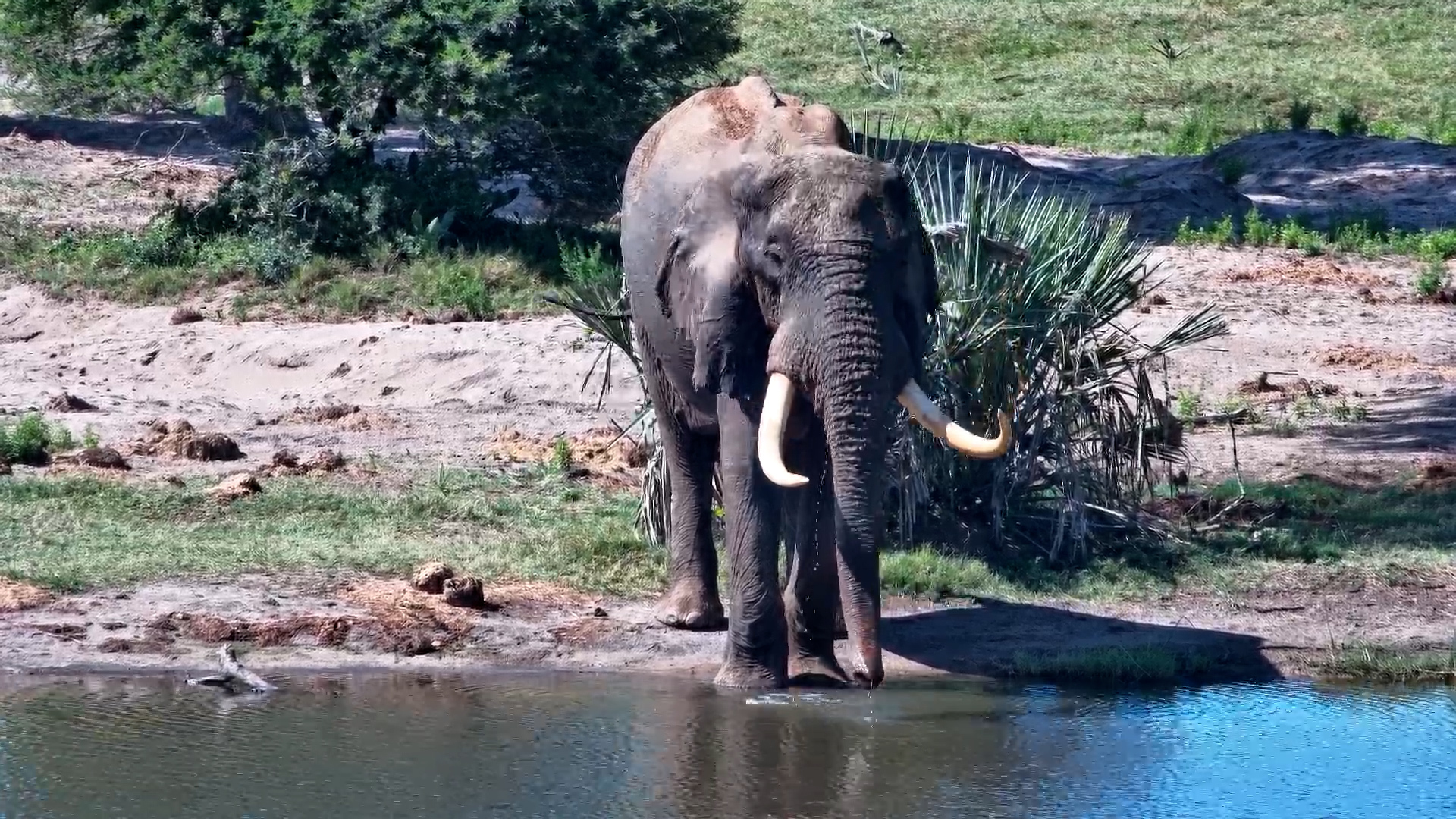 The Giant Arrives: Handsome Elephant Visits Tembe