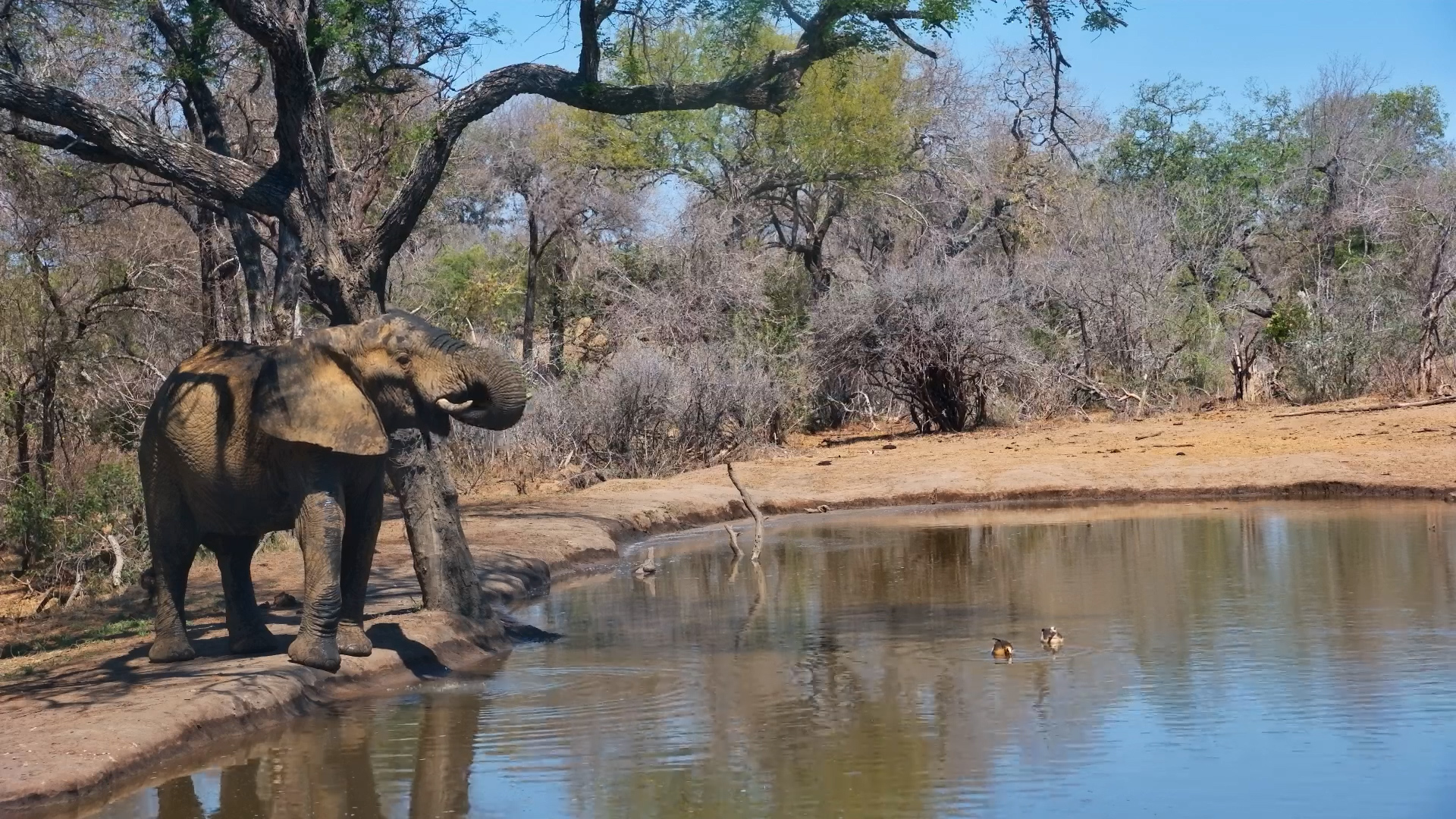 Solitary Giant | Elephant Enjoys Serondella Waterhole