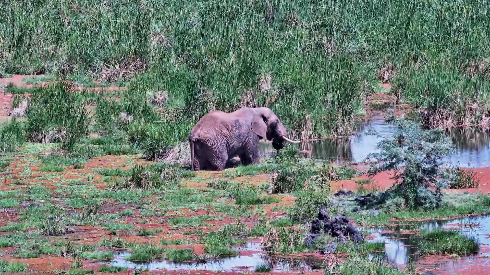 Lone Elephant Bull Feeds in the Cool Waters of Finch Hattons