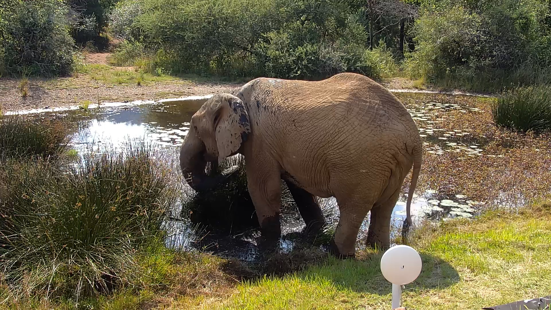 Tuskless Elephant Bull Quietly Feeds by the Waterhole