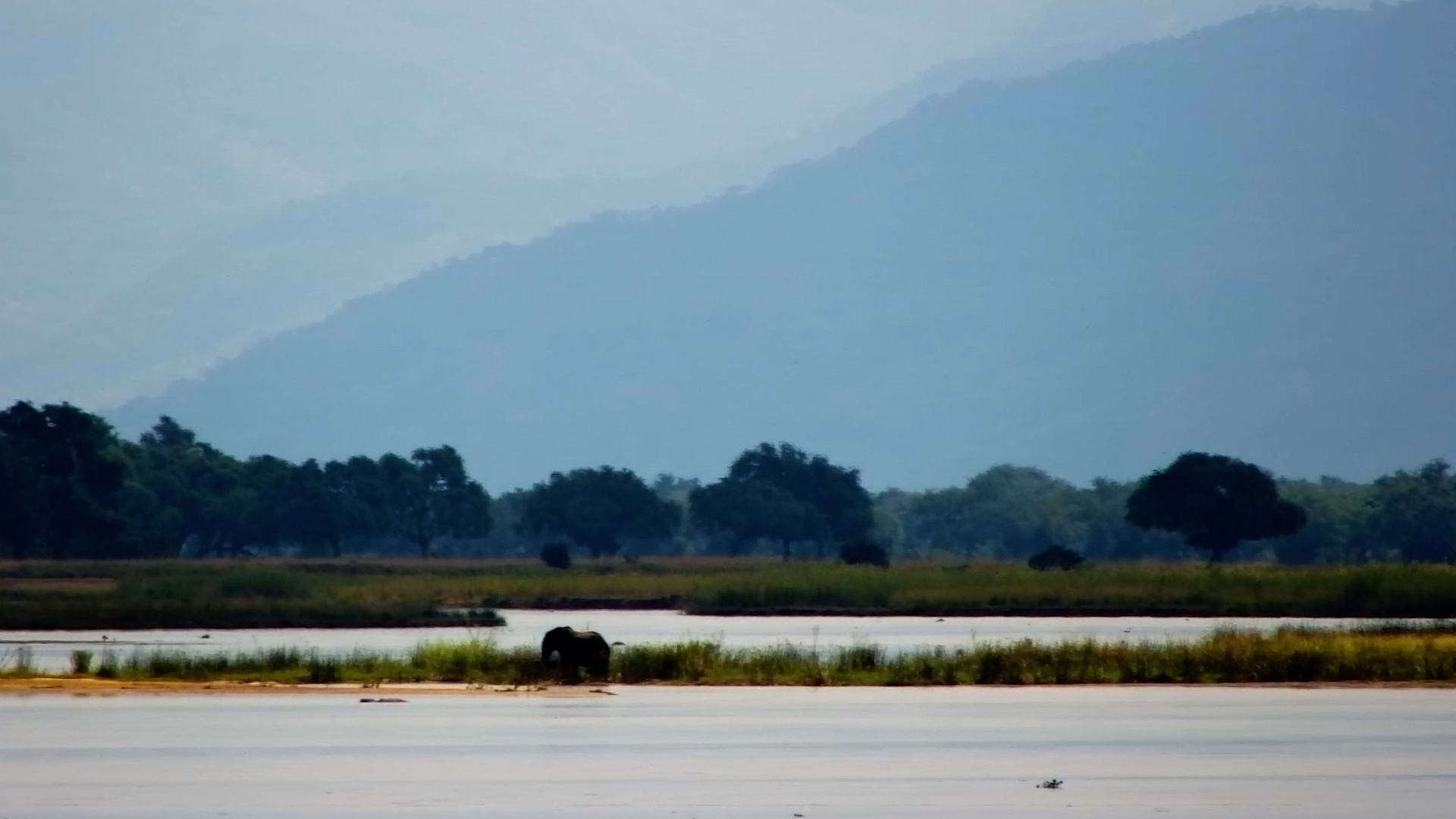 Quiet Giant on the Zambezi