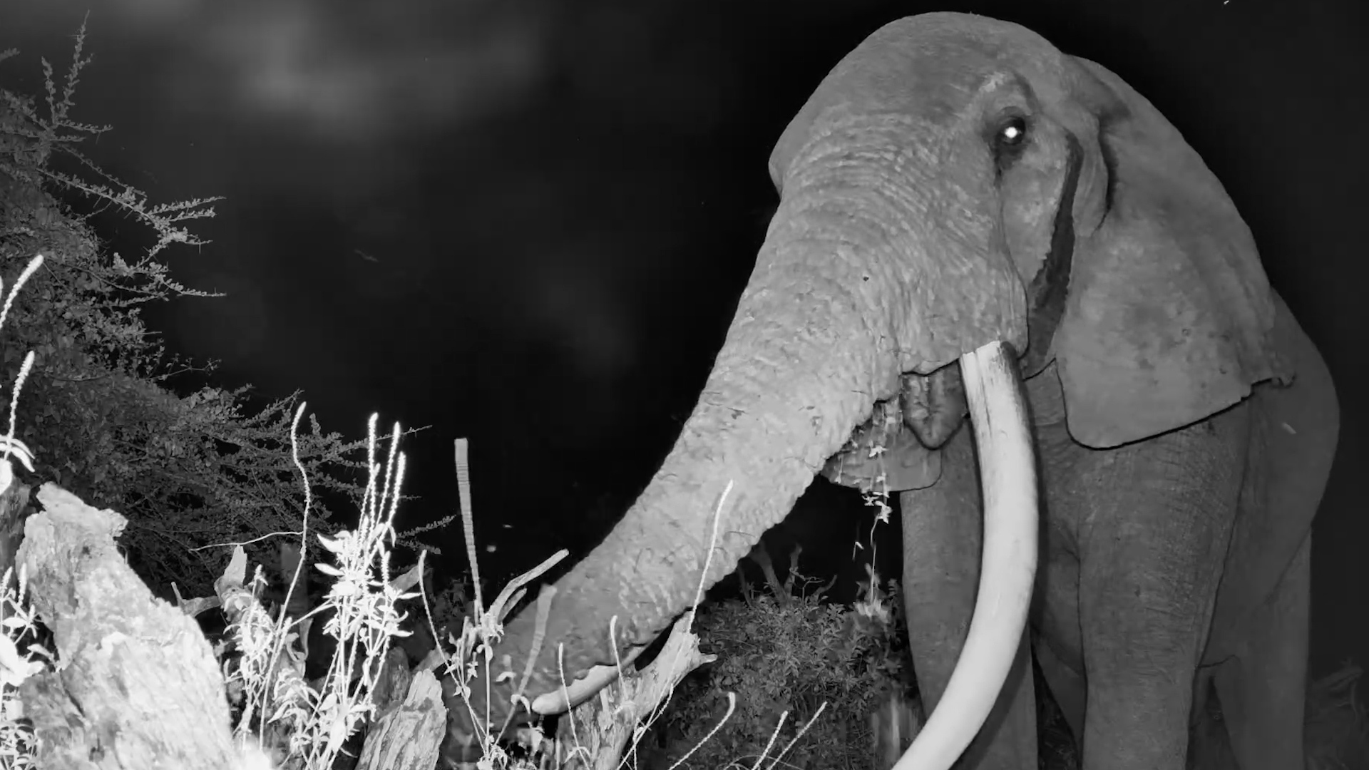 Elephant Munches Quietly Beside the Camera in the Dark