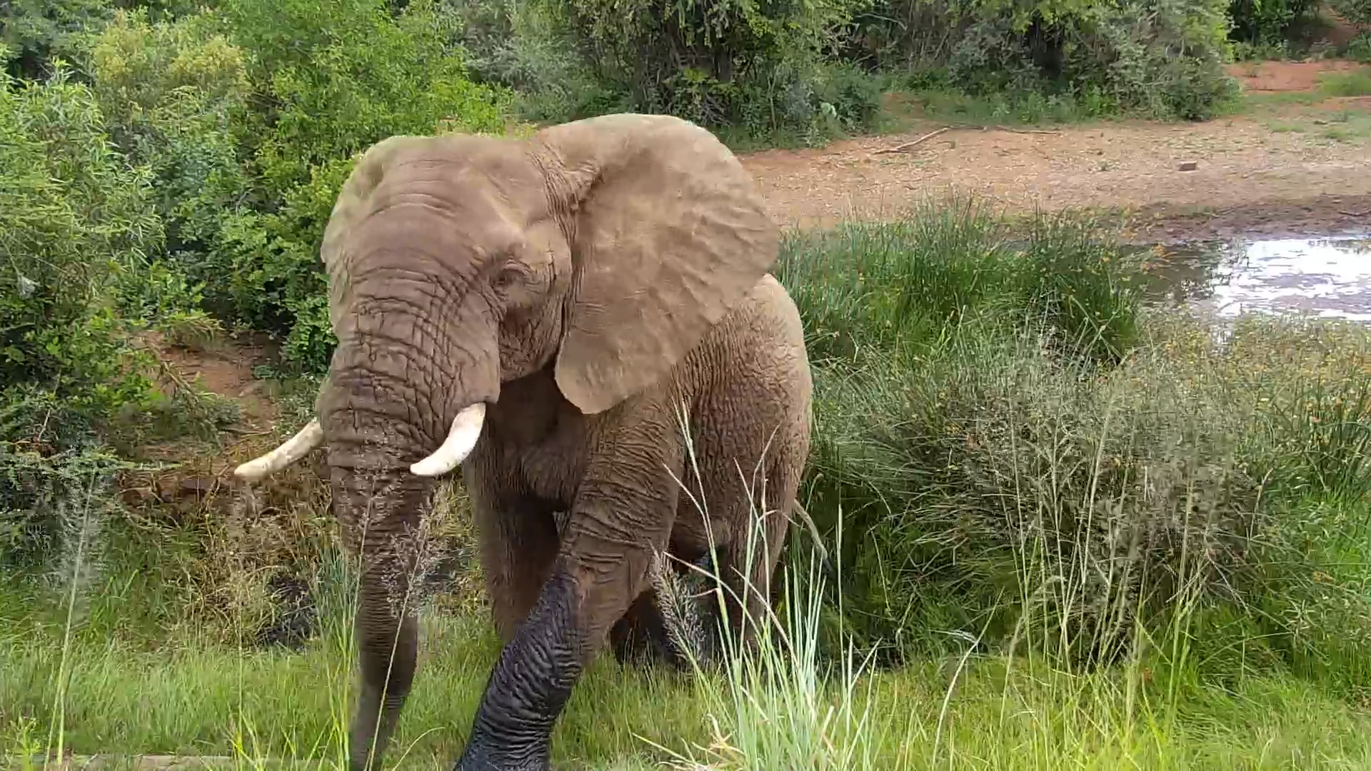 Elephant Feeding Alone