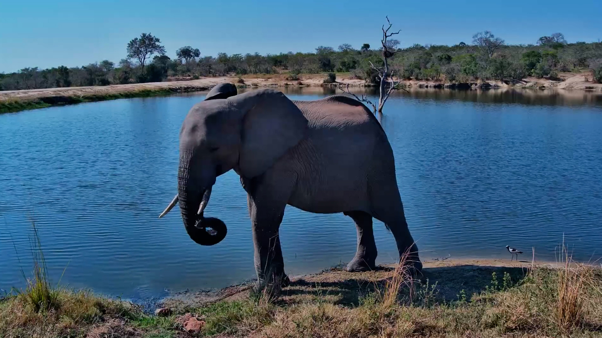 Nothing Beats a Drink in the Wild