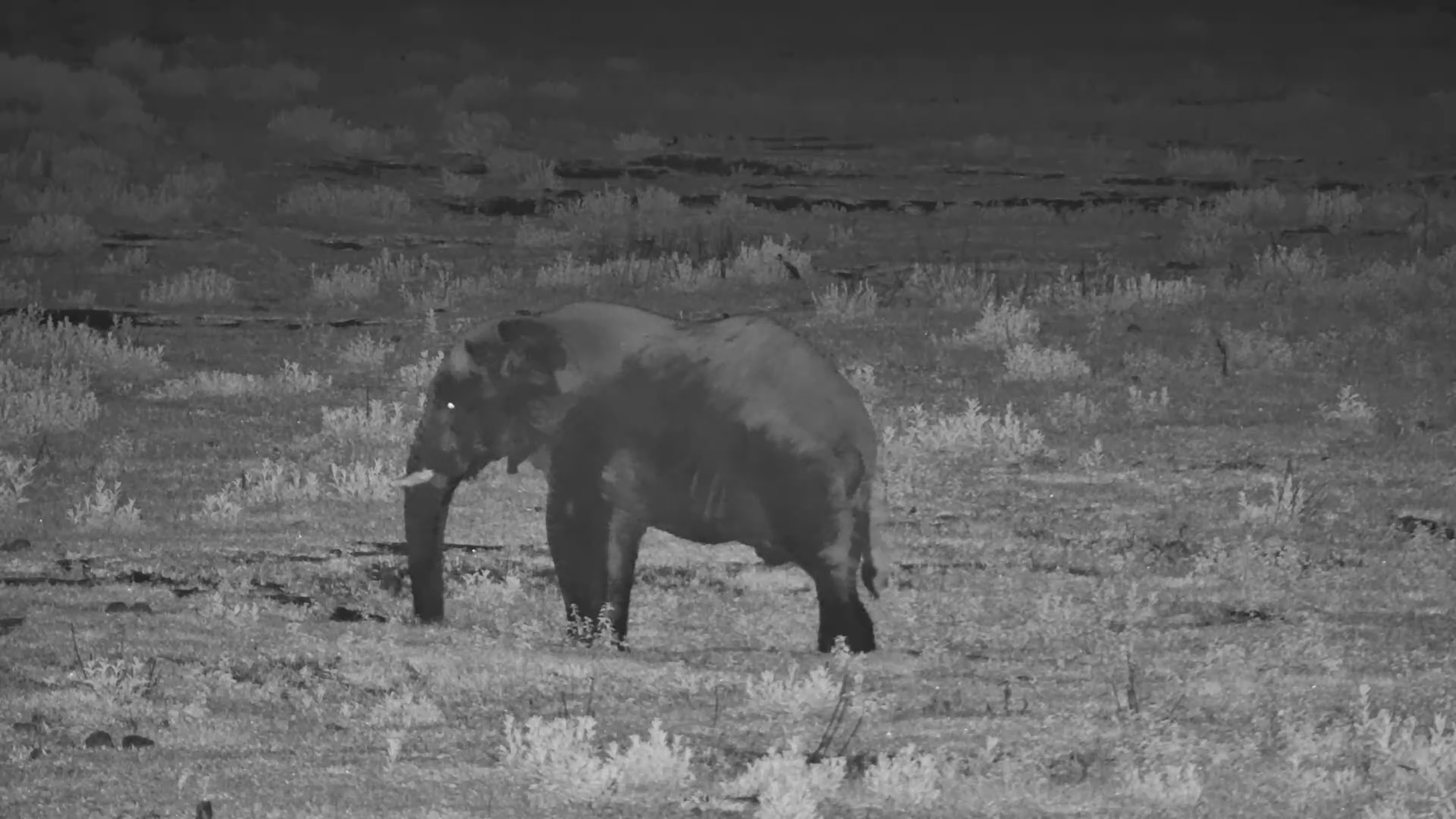 Elephant Lies Down in the Dark