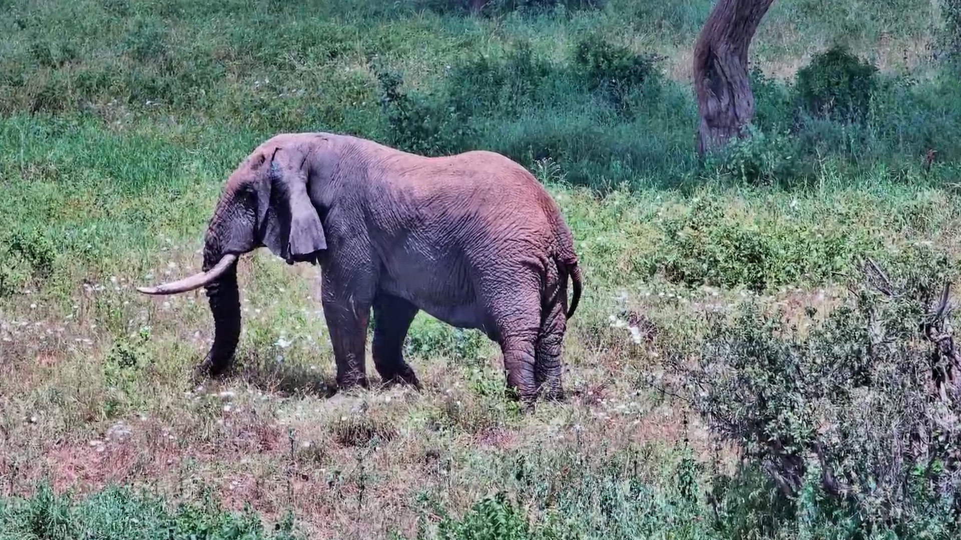 Veteran Elephant Feeding at Finch Hattons