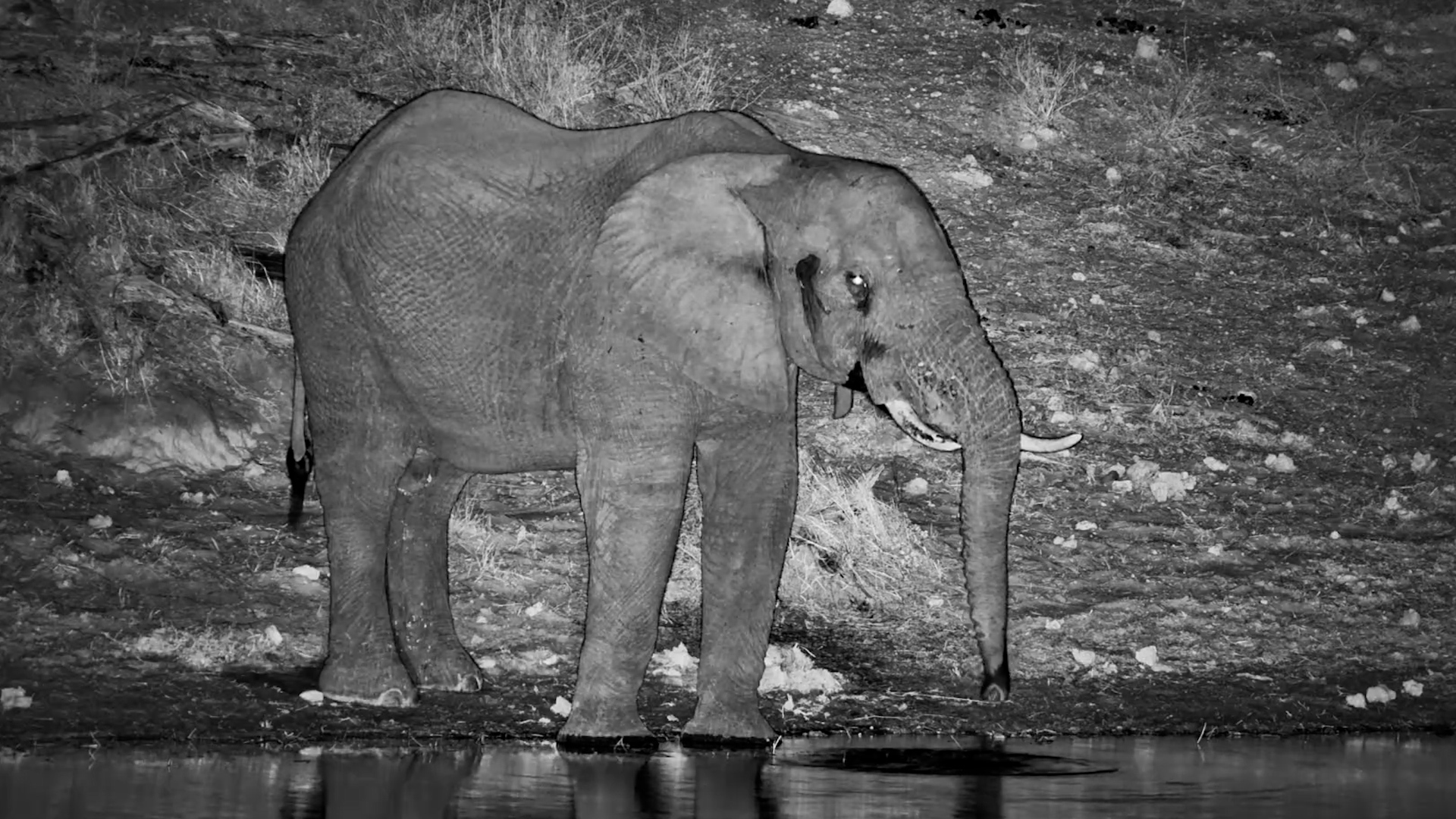 Just One Elephant & the African Night