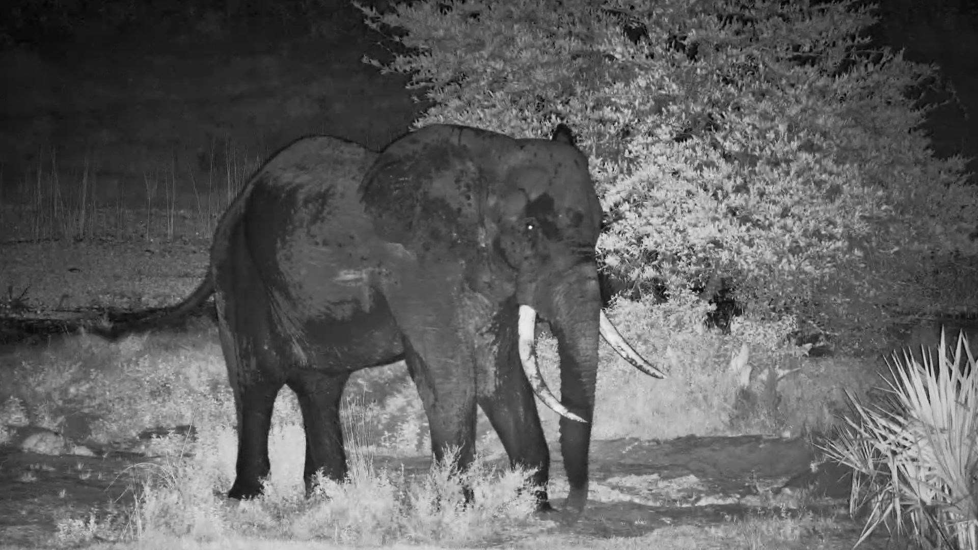 The Waterhole Is All His… Elephant Relaxing in the Dark