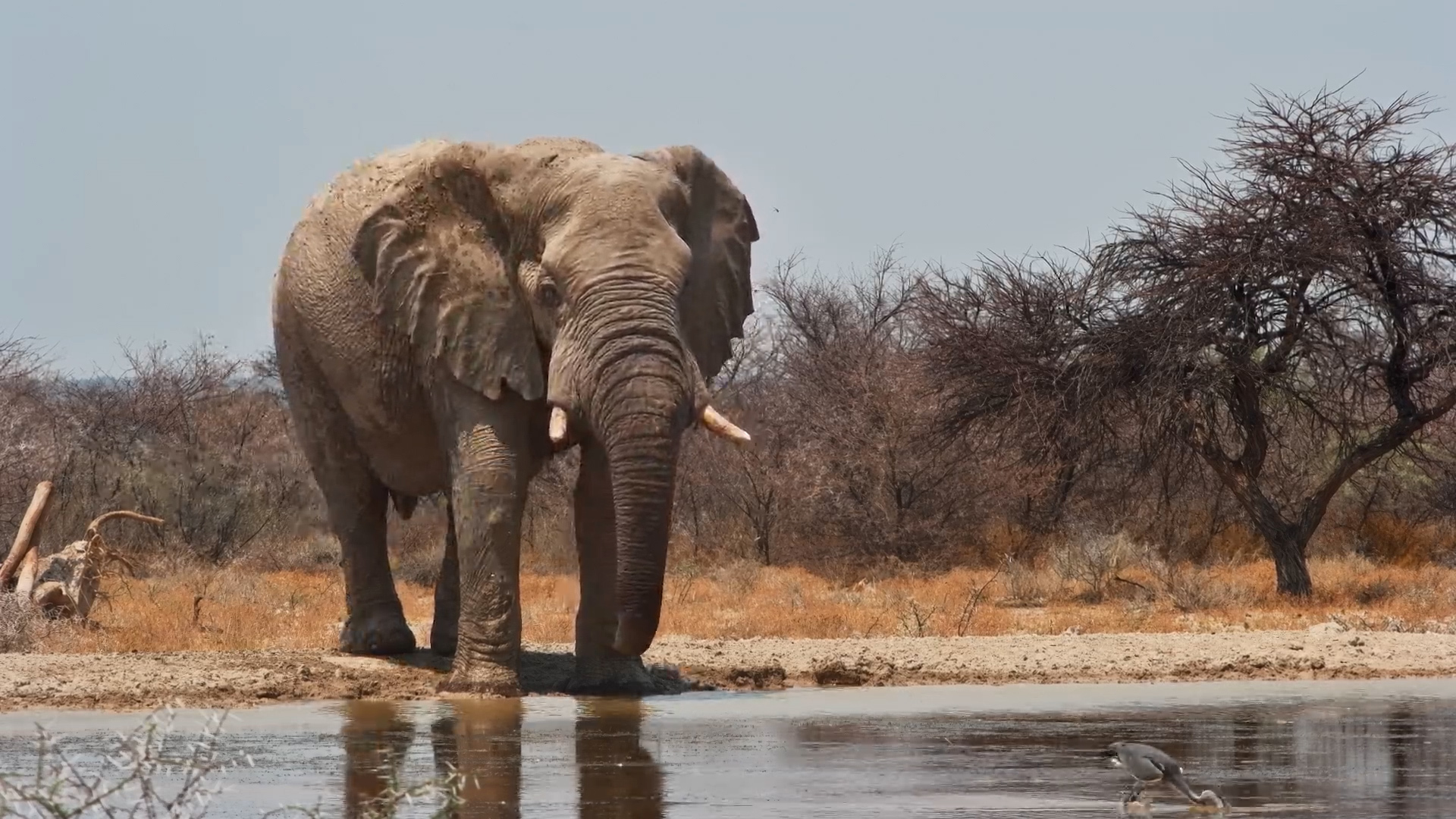 Giant at Rest - Elephant Bull Takes a Break at Onguma
