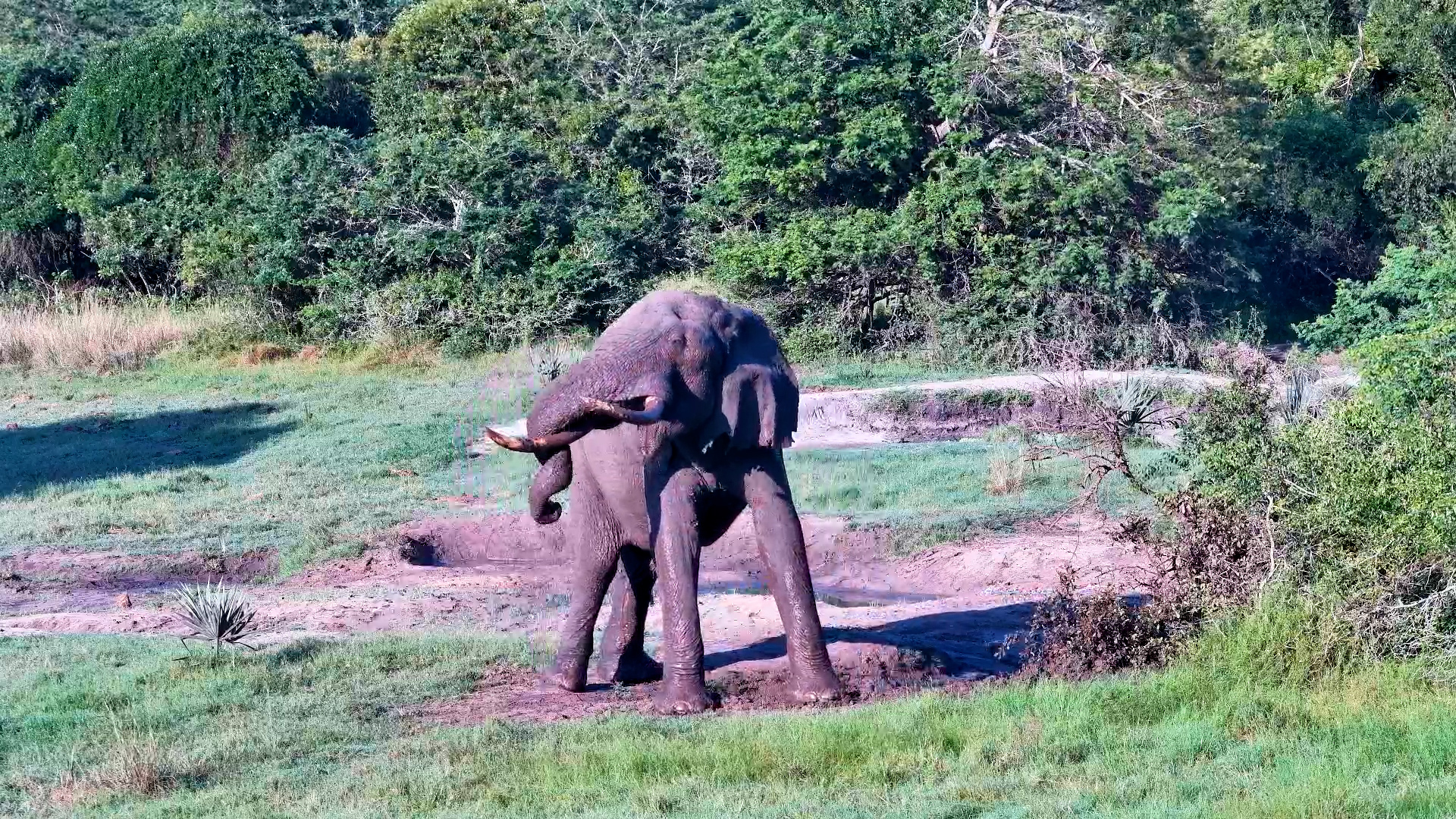 You Call It Mud… Elephant Calls It Luxury