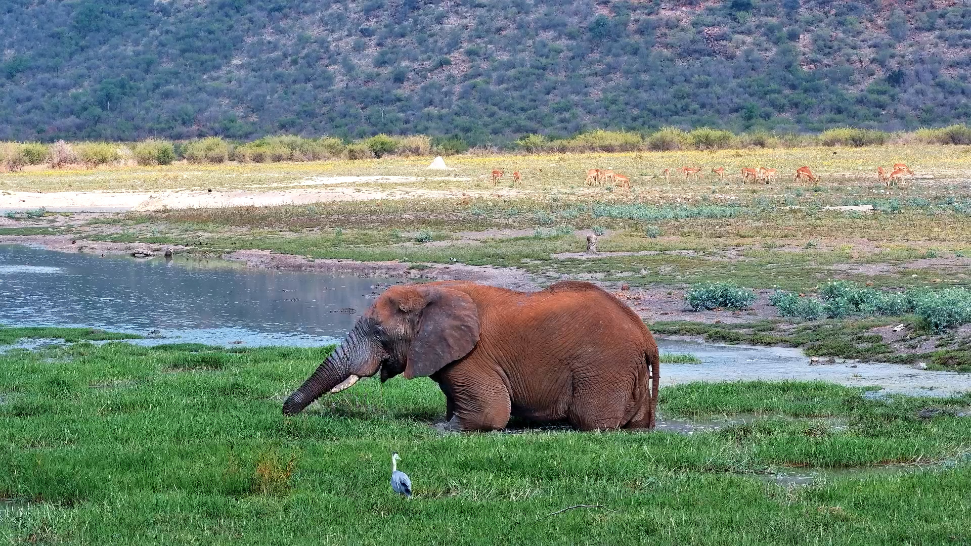 Elephant Bull Munches Juicy Grass