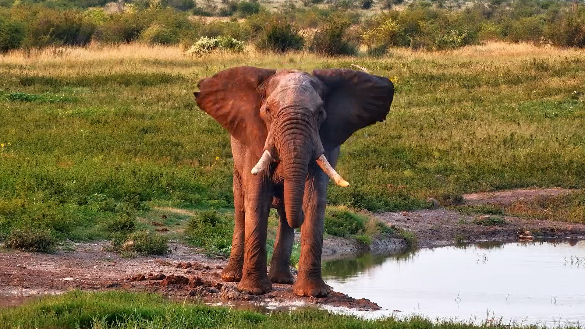 A Lone Giant’s Morning Walk to Water