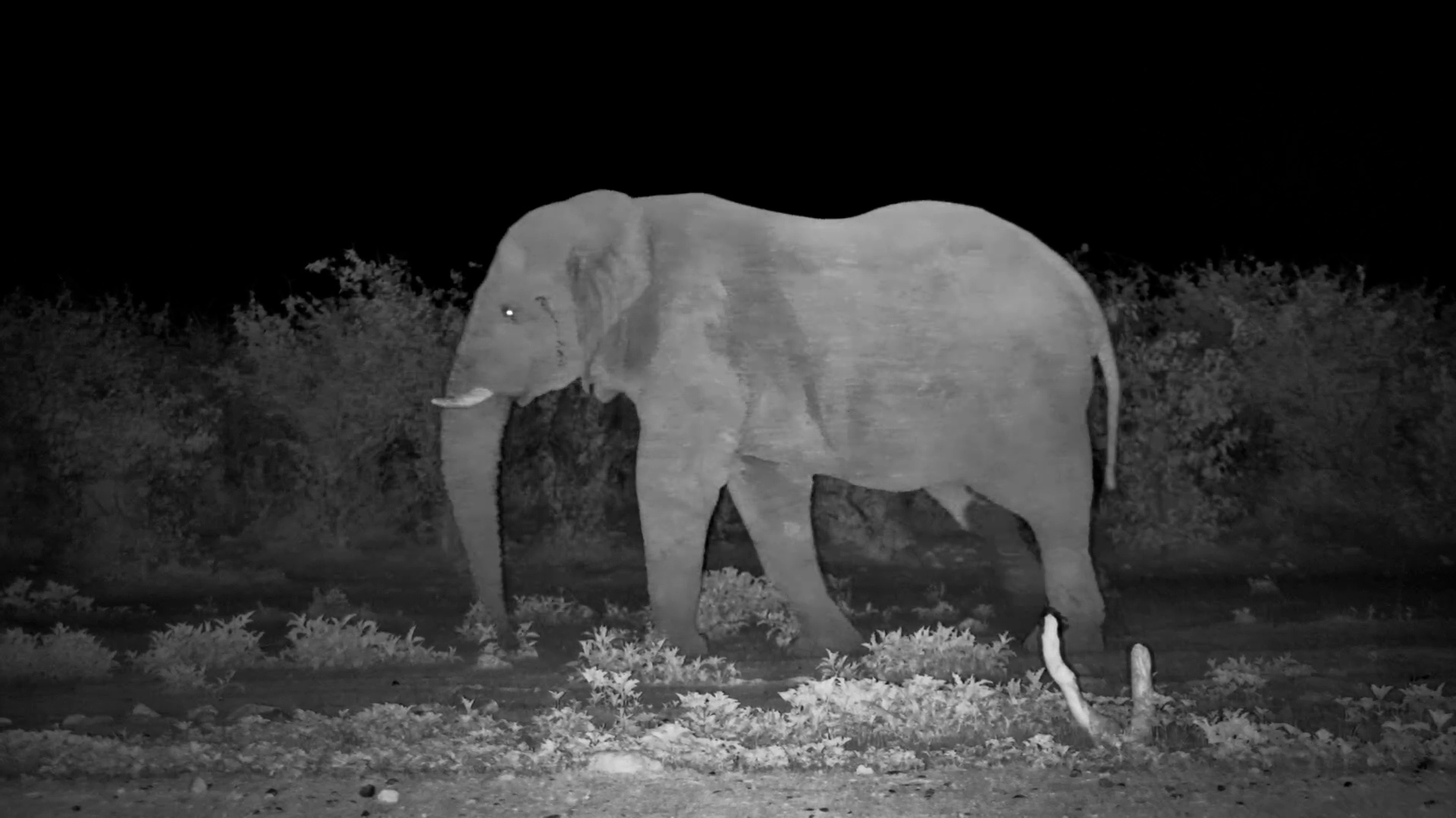 Bull Elephant in Musth Walks Through Safarihoek at Night