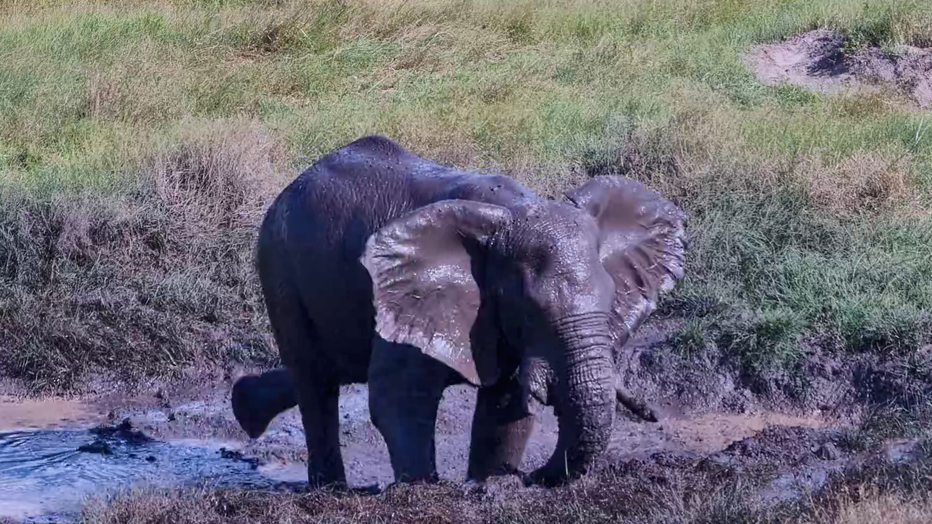 Elephant’s Perfect Day Out