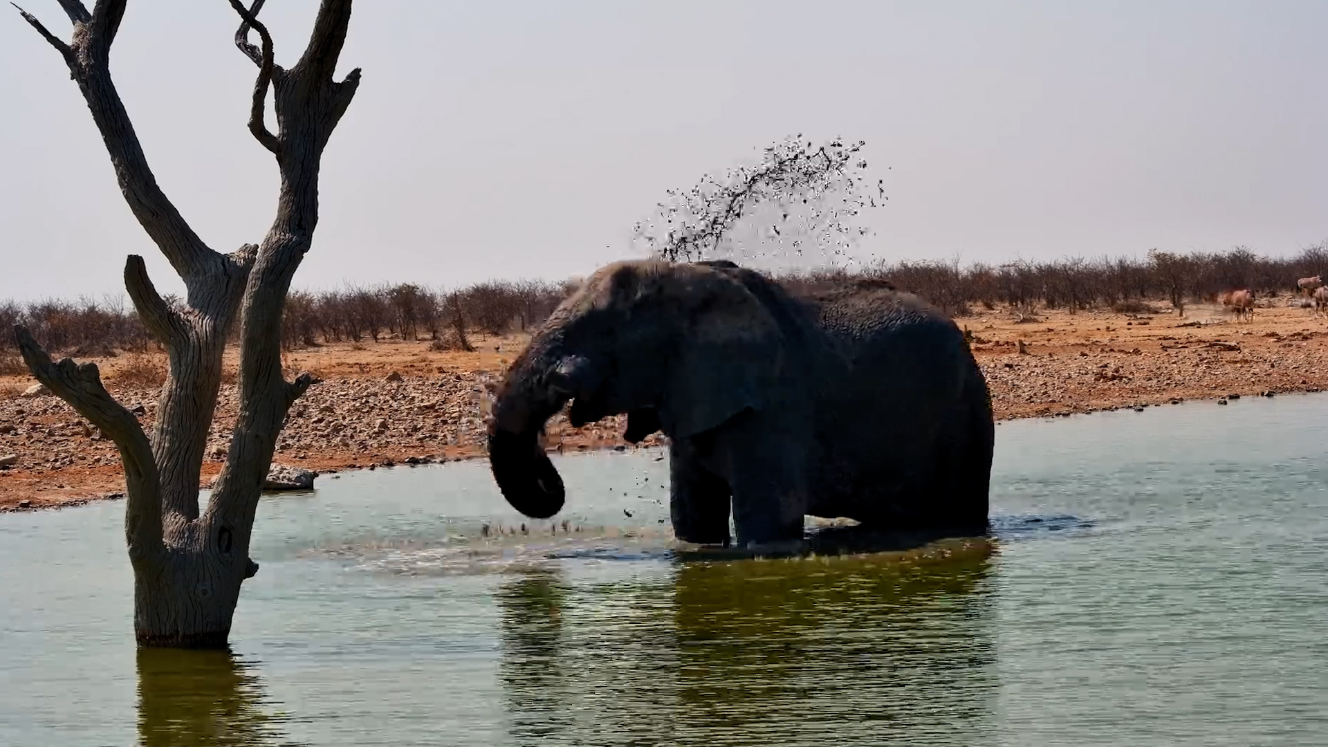 Elephant Finds the Perfect Spot to Cool Down