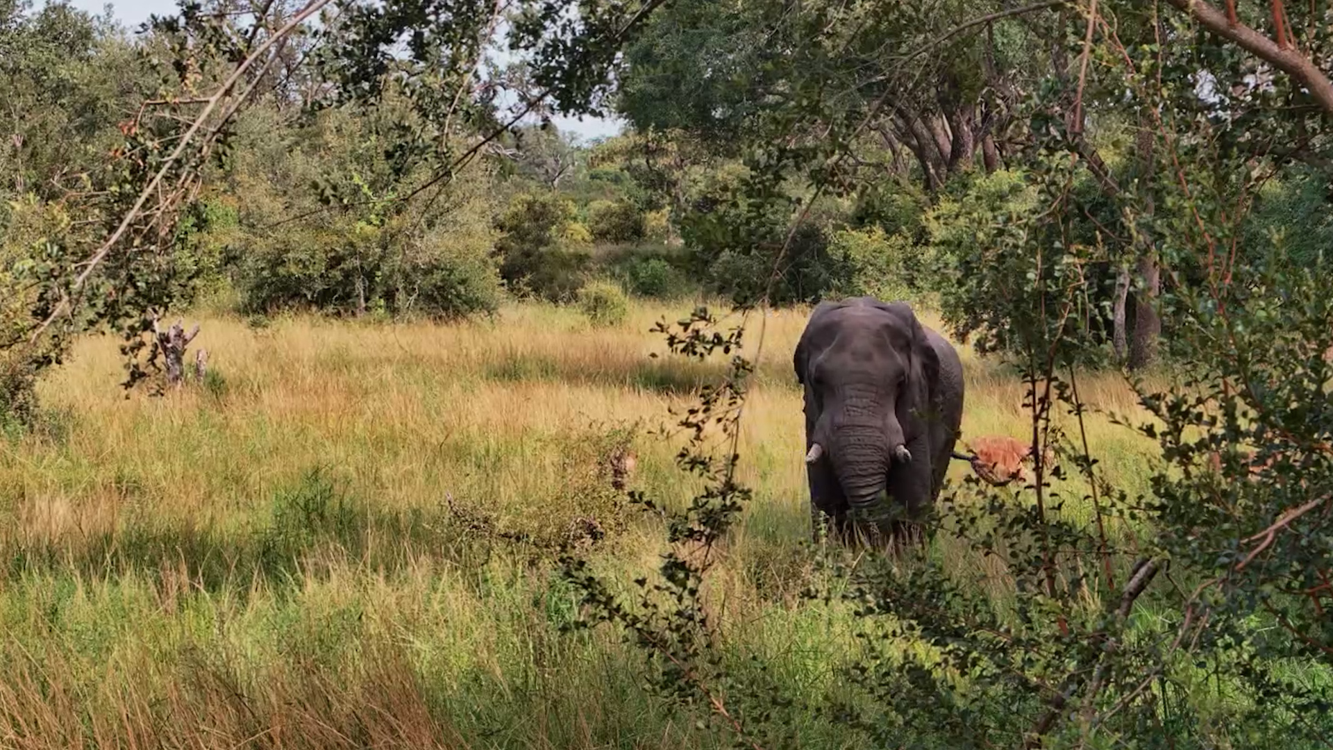 Elephant at Roy’s Dam