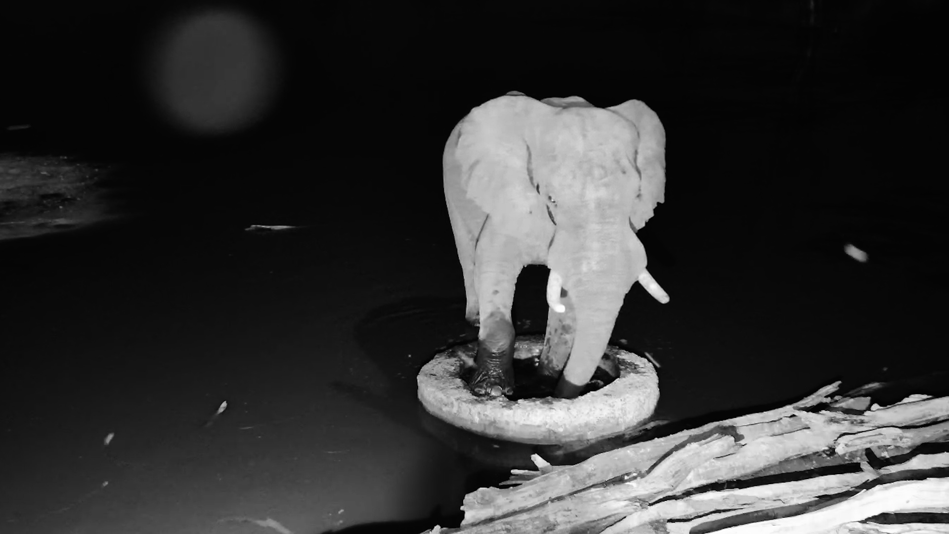 Elephant Decided It Was Time to Wash His Feet